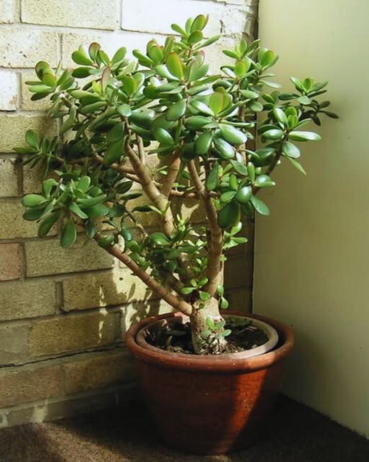 Crassula ovata: Eine wertvolle Pflanze, die man zu Hause hegen sollte
Man sollte sie niemals aus der Wohnung nehmen oder impulsiv vermehren.
Diese wertvolle Pflanze wird unverzichtbar, sobald man ihre Vorteile entdeckt.
Vermehrung durch Blatt:
Wähle ein gesundes Blatt aus.
Lass es 1 bis 2 Tage im Schatten trocknen, bis sich eine leichte Kruste bildet.
Pflanze die Basis in leicht feuchte Erde, ohne sie zu tief einzusetzen.
Halte eine sanfte Feuchtigkeit, bis Wurzeln und Triebe erscheinen.
Vermehrung durch Steckling:
Schneide ein gesundes Stück Stängel ab.
Lass es 1 bis 2 Tage trocknen, damit sich an der Basis eine Kruste bildet.
Stelle es in ein Glas Wasser oder pflanze es direkt in gut durchlässige Erde.
Halte das Substrat leicht feucht, bis es Wurzeln bildet.
Feng Shui Tipp:
Platziere die Crassula ovata rechts neben der Eingangstür auf der Nordseite, um Reichtum und positive Energie anzuziehen.
Pflege:
Behandle die Pflanze mit Sorgfalt, um ihre Schönheit und energetischen Vorteile voll zu genießen.