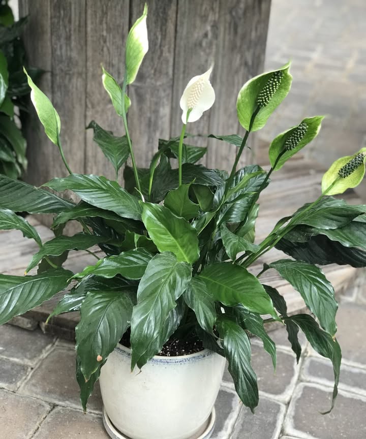 Pflege des Einblatt Friedenslilie 
1 Boden: Halten Sie ihn feucht und gut durchlässig.
2 Umtopfen: Alle 2 Jahre.
3 Gießen: Wenn die Erde trocken ist.
4 Düngung: Mischen Sie 1 Liter Wasser, 200 ml ungesüßten Kaffee und 1 Esslöffel Zimt. Lassen Sie die Mischung 3 Stunden ziehen und gießen Sie die Pflanze damit.
5 Besprühen: Blätter mit Wasser besprühen für extra Glanz.

Ihr Einblatt wird mit dieser einfachen Pflege wunderbar gedeihen!