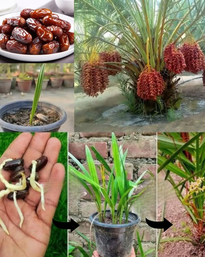 Wie man eine Dattelpalme aus dem Samen zieht: Schritt-für-Schritt-Anleitung für Anfänger

Das Züchten einer Dattelpalme aus dem Samen ist eine spannende und befriedigende Erfahrung. Es erfordert Geduld, Sorgfalt und Liebe zur Natur. Mit dieser freundlichen Anleitung lernst du, wie du aus einem simplen Samen eine prächtige und fruchtbare Palme heranwachsen lassen kannst  auch wenn du noch Anfänger bist. Los gehts!

 Schritt 1: Die Samen vorbereiten
Wähle frische, biologische Datteln und entferne sorgfältig die Fruchtfleischreste. Wasche die Samen gründlich, lasse sie anschließend 24 Stunden an einem kühlen, luftigen Ort trocknen.

 Schritt 2: Samen einweichen
Tauche die Samen in warmes Wasser und lasse sie 1-2 Tage einweichen, täglich das Wasser wechseln. Dies hilft, die Keimung zu fördern. Teste die Samen nach dem Einweichen  die, die oben schwimmen, kannst du aussortieren, da sie wahrscheinlich keinen Keim liefern.

華 Schritt 3: Samen keimen lassen
Fülle ein flaches Gefäß mit feiner Sand, Torf oder feuchtem Küchenpapier. Platziere die Samen so, dass die spitze nach oben zeigt und bedecke sie leicht. Stelle das Gefäß an einen warmen Ort zwischen 21C und 29C, halte das Substrat feucht, aber nicht nass.

 Schritt 4: Warten auf die Keimung
Geduld ist gefragt  die Keimung kann mehrere Wochen dauern. Halte das Substrat stets feucht und kontrolliere regelmäßig. Wenn die Samen keimen, entwickeln sich kleine Triebe, die nach einigen Wochen sichtbar werden.

 Schritt 5: Messen und Pflanzen
Sobald die Keimlinge stark genug sind, pflanze sie vorsichtig in kleine Töpfe mit gut durchlässiger Erde, die mit organischem Dünger angereichert ist. Pflanze die Samen etwa 2,5 cm tief, mit der Wurzel nach unten.

 Schritt 6: Den jungen Palmen Liebe schenken
Stelle die Töpfe an einen hellen, aber nicht direkt sonnigen Platz. Gieße regelmäßig, aber vermeide Staunässe. Wenn die Pflanzen wachsen, kannst du sie allmählich an die direkte Sonne gewöhnen  mindestens 6 Stunden täglich.

 Mit Geduld und Fürsorge zum Erfolg!
Das Züchten einer Dattelpalme ist ein wunderschöner Prozess, der viel Freude und Erfolgserlebnisse bringt. Genieße jeden Schritt und schau, wie deine kleine Palme langsam wächst. Bald kannst du dich auf die ersten Fruchtansätze freuen und hast eine beeindruckende Pflanze in deinem Garten oder zuhause!