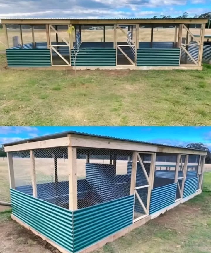 Starting an Amber chicken farm is simple and doable for anyone.