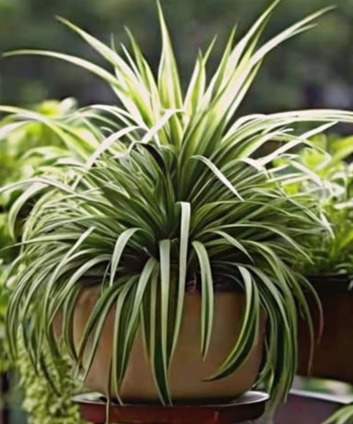 Tipps für das Wachsen gesunder Grünlilien
Grünlilien sind nicht nur pflegeleicht, sondern auch eine wunderbare Bereicherung für jedes Zuhause. Mit ein paar einfachen Schritten kannst du sicherstellen, dass deine Pflanze gesund und kräftig wächst. Lass uns gemeinsam herausfinden, wie du das Beste aus deiner Grünlilie herausholen kannst!
1 Wähle den idealen Standort
Platziere deine Grünlilie an einem Ort mit hellem, indirektem Licht. Sie lieben die Morgensonne, aber direkte Sonneneinstrahlung kann die Blätter verbrennen.
2 Verwende Kaffee
Füge Kaffeemehl als leichten Dünger hinzu. Es hilft, das Wachstum der Blätter zu fördern und hält Schädlinge fern.
3 Wähle den richtigen Topf und die richtige Erde
Nutze einen Topf mit Abflusslöchern und gut durchlässiger Erde. Mische normale Blumenerde mit Perlit oder Sand für eine bessere Belüftung.
4 Wässere mit Bedacht
Lass die oberste Erdschicht trocknen, bevor du wieder gießt. Gieße einmal pro Woche im Frühling und Sommer, und alle zwei bis drei Wochen im Winter.
5 Richtig düngen
Verwende alle zwei Wochen während der Wachstumsperiode einen ausgewogenen Flüssigdünger, der halb verdünnt ist. Vermeide Überdüngung, um der Pflanze nicht zu schaden.
6 Vermehre mit den “Kindern”
Schneide die kleinen Ableger, die an der Mutterpflanze wachsen, ab, um das Wachstum zu stimulieren und ein üppigeres Aussehen zu schaffen.
7 Halte Temperatur und Luftfeuchtigkeit im Auge
Grünlilien bevorzugen Temperaturen zwischen 15-24C und etwas höhere Luftfeuchtigkeit. Vermeide heiße oder kalte Luftströme.
8 Regelmäßig schneiden
Entferne vergilbte oder beschädigte Blätter, um die Pflanze gesund und schön zu halten.
9 Überdenke bei Bedarf
Wenn die Wurzeln aus den Abflusslöchern herauswachsen, ist es Zeit, den Topf zu wechseln. Dies solltest du alle 1-2 Jahre tun.
 Drehe den Topf
Drehe den Topf alle ein bis zwei Wochen, um sicherzustellen, dass die Pflanze gleichmäßig wächst.
Mit diesen Tipps wird deine Grünlilie gedeihen und deinen Raum mit Schönheit erfüllen! Genieße den Prozess und hab Spaß bei der Pflege deiner Pflanze!