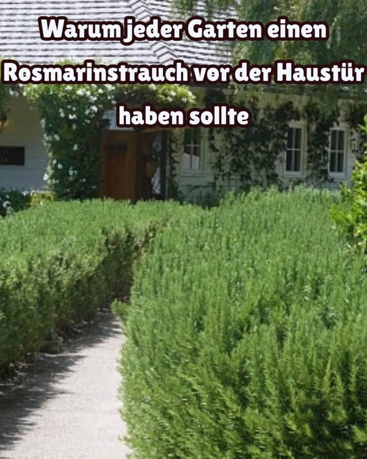 Warum es sich lohnt, einen Rosmarinbusch direkt an der Haustür zu pflanzen  eine Tradition, die wieder lebendig werden sollte, denn sie ist praktisch und schön 

1 Willkommen Duft
Jedes Mal, wenn du vorbeigehst und am Rosmarin streifst, verströmt er einen frischen, belebenden Duft. Historisch glaubte man, dass er die Luft reinigt und die Stimmung der Heimkehrenden hebt.

2 Symbol für Schutz & Glück
In der europäischen Folklore galt Rosmarin am Eingang als Schutz vor schlechten Geistern und als Segen für das Haus. Auch heute wird er in manchen Mittelmeerregionen noch schützend genutzt.

3 Küchenfreundlichkeit
Wenn Rosmarin griffbereit ist, kannst du schnell frische Zweige für Braten, Eintöpfe, Brot oder Kräutertees schneiden. Sein kräftiger Geschmack ist ein Küchenklassiker.

4 Angezogen Bestäuber
Rosmarinblüten ziehen Bienen und andere Bestäuber früh in der Saison an, fördern die lokale Biodiversität und helfen benachbarten Pflanzen beim Blühen.

5 Pflegeleicht & Immergrün
Rosmarin bleibt ganzjährig grün, verträgt Hitze gut und braucht, einmal etabliert, wenig Wasser. Er lässt sich als Strauch, Hecke oder sogar als Formgehölz gestalten und sorgt für mehr Charme am Eingang.

6 Schädlingsabwehr
Die aromatischen Öle im Rosmarin schrecken Mücken, Fliegen und einige Schädlinge ab  eine natürliche, chemiefreie Schädlingsbekämpfung in der Nähe deines Eingangs.

Schneller Pflanztipp:
Wähle einen sonnigen Platz direkt an der Haustür mit gut durchlässigem Boden. Wenig gießen und nach der Blüte leicht schneiden, damit er buschig und gesund bleibt. 華

Bleib inspiriert und genieße den frischen Duft jeden Tag!