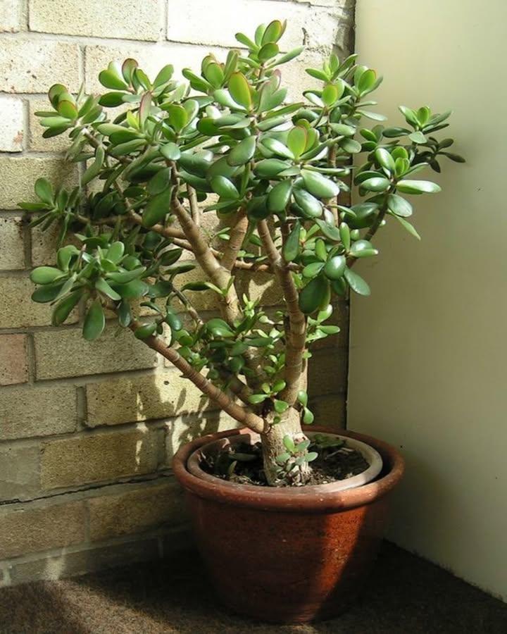 Crassula ovata: Eine wertvolle Pflanze, die man zu Hause hegen sollte
Man sollte sie niemals aus der Wohnung nehmen oder impulsiv vermehren.
Diese wertvolle Pflanze wird unverzichtbar, sobald man ihre Vorteile entdeckt.
Vermehrung durch Blatt:
Wähle ein gesundes Blatt aus.
Lass es 1 bis 2 Tage im Schatten trocknen, bis sich eine leichte Kruste bildet.
Pflanze die Basis in leicht feuchte Erde, ohne sie zu tief einzusetzen.
Halte eine sanfte Feuchtigkeit, bis Wurzeln und Triebe erscheinen.
Vermehrung durch Steckling:
Schneide ein gesundes Stück Stängel ab.
Lass es 1 bis 2 Tage trocknen, damit sich an der Basis eine Kruste bildet.
Stelle es in ein Glas Wasser oder pflanze es direkt in gut durchlässige Erde.
Halte das Substrat leicht feucht, bis es Wurzeln bildet.
Feng Shui Tipp:
Platziere die Crassula ovata rechts neben der Eingangstür auf der Nordseite, um Reichtum und positive Energie anzuziehen.
Pflege:
Behandle die Pflanze mit Sorgfalt, um ihre Schönheit und energetischen Vorteile voll zu genießen.