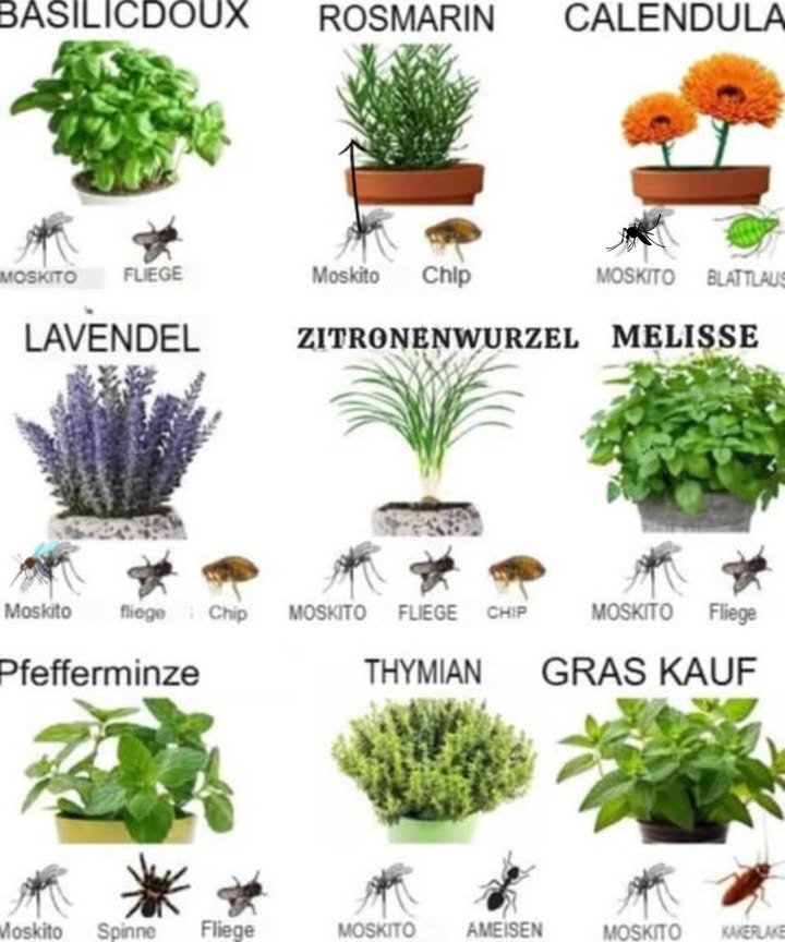 Natürliche Abwehrkräfte im Garten: 11 Pflanzen gegen Schädlinge
Pflanzenschädlinge bekämpfen  HORNBACH Luxemburg
Du möchtest deinen Garten vor Insekten schützen, ohne auf chemische Insektizide zurückzugreifen? Glücklicherweise gibt es eine Vielzahl von Pflanzen, die dir dabei helfen können! Hier sind 11 empfehlenswerte Pflanzen und ihre Eigenschaften in einer leicht verständlichen Schritt-für-Schritt-Anleitung.
1 Basilikum
Basilikum ist nicht nur ein schmackhaftes Gewürz, sondern wirkt auch abschreckend auf Mücken und Fliegen. Pflanze es in der Nähe deiner Sitzbereiche für mehr Komfort.
2 Lavendel
Dieser duftende Strauch hält nicht nur freundlich aussehende Insekten fern, sondern vertreibt auch Motten, Flöhe, Fliegen und Mücken. Perfekt für ein schönes Gartenambiente!
3 Zitronengras
Zitronengras ist bekannt für seine Fähigkeit, Mücken abzuwehren. Es eignet sich hervorragend für sonnige Plätze und bringt zugleich einen frischen Duft mit sich.
4 Ringelblume
Diese bunte Blume eignet sich gut, um Mücken, Blattläuse und sogar Kaninchen fernzuhalten. Sie wertet deinen Garten mit ihrer Farbenvielfalt auf!
5 Minze
Minze hält Mücken, Ameisen und sogar Mäuse auf Distanz. Ihre frische Note macht sie auch ideal für Teezubereitungen.
6 Katzenminze
Katzenminze zieht Katzen an, vertreibt aber gleichzeitig Mücken, Ameisen und Kakerlaken. Ein echter Gewinn für tierische Gartenfreunde und Mensch!
7 Chrysantheme
Diese hübschen Blumen sind nicht nur schön anzusehen, sondern halten auch Kakerlaken, Ameisen, Japanische Käfer, Zecken und Silberfischchen fern.
8 Knoblauch
Knoblauch ist ein starkes natürliches Insektizid, das besonders gegen Blattläuse, Mücken und Motten wirkt. Seine Anpflanzung kann Wunder wirken!
9 Rosmarin
Dieser aromatische Kräuterstrauch hält Mücken, Möhrenfliegen und Motten ab. Rosmarin ist nicht nur nützlich in der Küche, sondern schützt auch deinen Garten.
 Petunien
Diese robusten Blumen sind nicht nur dekorativ, sondern wehren auch Blattläuse, Tomatenraupen und Spargelkäfer ab. Eine farbenfrohe Ergänzung!
11 Zitronengras Cymbopogon nardus
Ein weiteres Zitronengras, das speziell dafür bekannt ist, Mücken abzuschrecken. Es ist effektiv und leicht zu pflegen!
Es ist wunderbar, wie leicht es ist, mit diesen Pflanzen für ein gesundes und abwechslungsreiches Gartenklima zu sorgen. Durch ihre Verwendung reduzierst du nicht nur Insektenprobleme, sondern trägst auch zu einer natürlichen Gartenpflege bei. Viel Erfolg beim Gärtnern!