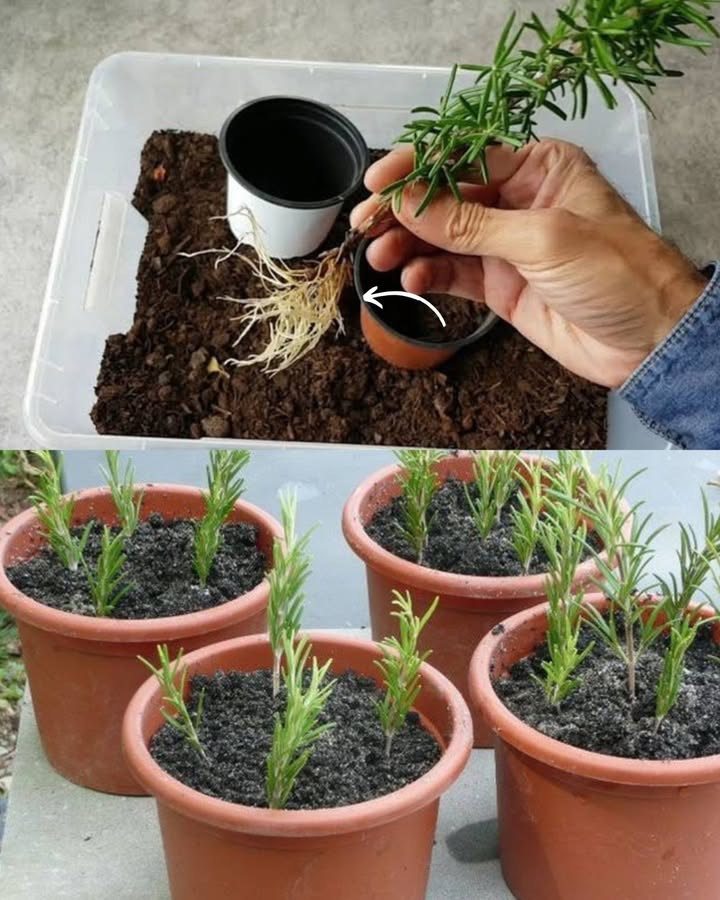 Wie man Rosmarin aus einem Zweig zieht 

Hier ist eine einfache Methode, um Rosmarin zuhause zu vermehren, aus nur einem Zweig.

1. Einen Zweig schneiden 
Wählen Sie einen gesunden Zweig von etwa 15 cm Länge und entfernen Sie die unteren Blätter.

2. In Wasser stellen 
Den Zweig in ein Glas Wasser setzen, nur den unblättrigen Teil eintauchen lassen. Bei Raumtemperatur ruhen lassen.

3. Heller Standort 
Das Glas nahe an ein Fenster stellen, an einem warmen Ort mit natürlichem Licht.

4. Wasserstand kontrollieren 
Bei Bedarf mit Wasser auf Raumtemperatur auffüllen.

5. Wurzeln beobachten 
Nach etwa einer Woche beginnen Wurzeln zu entstehen. Geduld haben, bis sie nach etwa drei Wochen kräftig genug sind.

6. In einen Topf pflanzen 華
Sind die Wurzeln gut entwickelt, den Zweig in einen mit nährstoffreicher Erde gefüllten Topf setzen. In die Mitte des Topfes ein Loch graben und den Zweig hineinsetzen.

7. Moderat gießen 
In der ersten Woche nach dem Einpflanzen alle zwei bis drei Tage gießen, dabei die Erde nicht zu nass machen.

Diese Methode ist eine einfache, natürliche Art, frischen Rosmarin selbst zu ziehen!