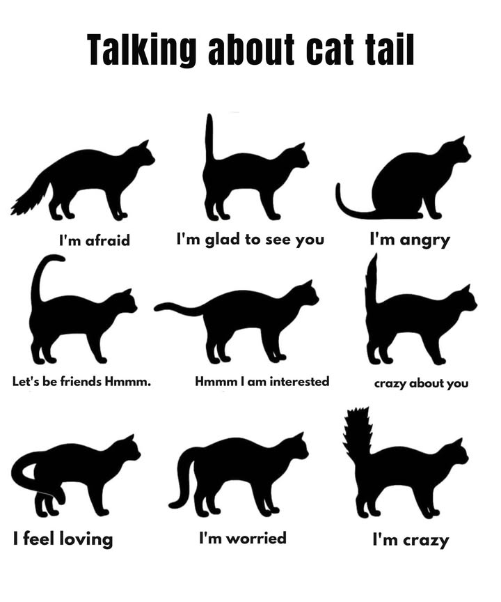 Cat Tail Language: Understand Your Feline Friend Better