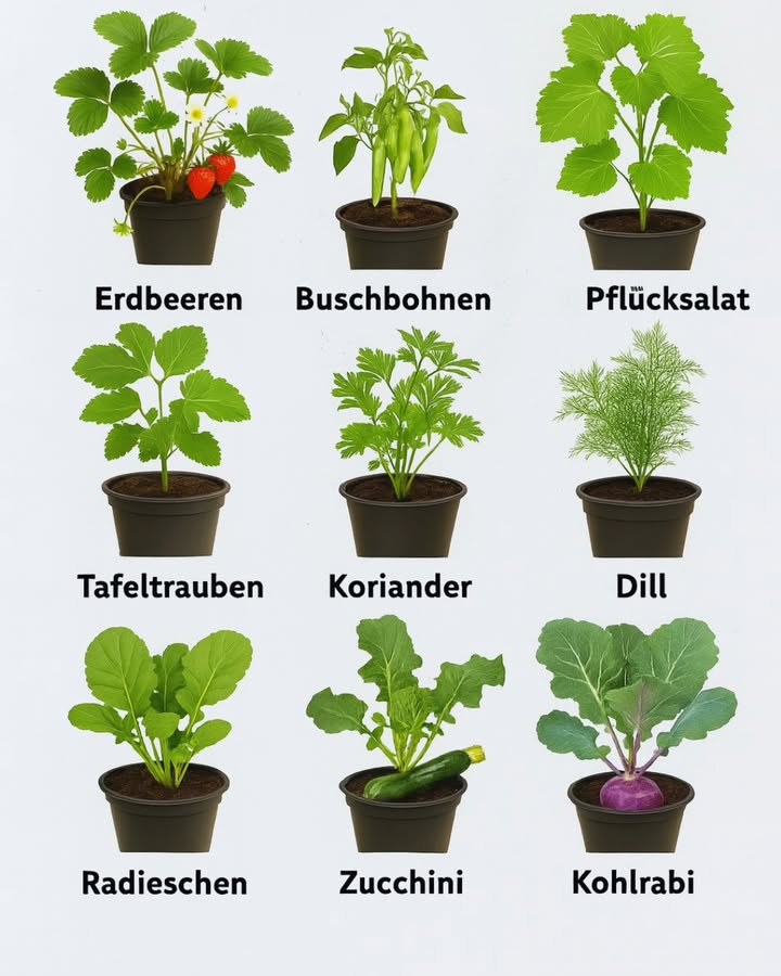 9 Pflanzen, die Sie im Juli anpflanzen sollten 

Der Hochsommer ist die perfekte Zeit, um frisches Gemüse, Kräuter oder Obst im Garten, auf dem Balkon oder im Hochbeet zu ziehen. Viele Kulturen profitieren von der warmen Erde und den langen Lichtstunden im Juli. Hier sind neun Pflanzen, die Sie jetzt noch problemlos anbauen können  inklusive Tipps für Pflege und Ernte.

 Erdbeeren
Auch im Juli in Töpfen oder Kästen pflanzen. Remontierende Sorten liefern im Spätsommer erste süße Früchte. Regelmäßig gießen und sonniger Platz sind wichtig.

 Buschbohnen
Schnell wachsend, ideal für eine zweite Sommer-Aussaat. Mitte Juli gesät, schon vor Herbst ernten. Humusreicher, gut durchlässiger Boden ist perfekt.

綾 Pflücksalat
Lollo Rosso oder Eichblattsalat können im Juli ausgesät werden. Keimen schnell, mehrfach erntbar und frisch schmecker direkt aus dem Beet.

 Tafeltrauben
Junge Traubenpflanzen in große Töpfe oder an Rankgitter setzen. Bei viel Sonne und Dünger entwickeln sie sich gut und tragen im Herbst süße Trauben.

 Koriander
Wachst schnell im Juli. Blätter zum Würzen, Samen im Herbst ernten. Mäßig feuchter, heller Standort ist ideal.

 Dill
Liebt warme Temperaturen. Keimt schnell und liefert frisches Grün für Salate oder Fischgerichte.

凌 Radieschen
Klassisch für den Sommer. Schon nach 46 Wochen erntereif, mehrfach im Juli aussäen. Regelmäßig gießen, damit sie schön knackig bleiben.

勒 Zucchini
Im Juli noch pflanzen, wenn es warm ist. Rasch wachsend, bringt ab Spätsommer reiche Ernte. Sonniger Platz, nährstoffreicher Boden notwendig.

凜 Kohlrabi
Im Juli gut zu setzen, vor allem für die Herbsternte. Schnelles Wachstum, im September knackige Knollen. Für saftige Ernte regelmäßig gießen.

Vorteile vom Juli-Garten
 Noch viel warme Sonne und Licht
 Kräftige, gesunde Pflanzen
 Frisches Gemüse bis in den Herbst
 Längere Erntezeit
 Optimale Nutzung des Platzes

Tipps für den Juli-Pflanzzeitraum
 Abends oder morgens säen, um Austrocknen zu vermeiden
 Sonnige, luftige Plätze wählen
 Regelmäßig gießen, besonders bei Hitze
林 Mulchen gegen Austrocknung
華 Töpfe recht groß wählen