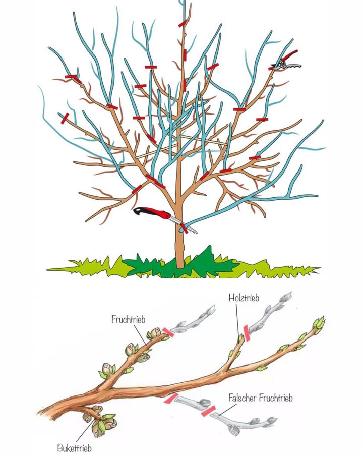 Apfelbaum richtig schneiden: So bekommst du mehr Früchte 

Ein Apfelbaum schenkt nicht nur köstliche Früchte, sondern verschönert auch jeden Garten. Damit er gesund bleibt und reichlich Äpfel trägt, ist ein regelmäßiger Baumschnitt unerlässlich. Viele Hobbygärtner trauen sich jedoch nicht an die Schere  dabei ist es gar nicht so schwer, wenn man ein paar Grundregeln beachtet.

 Warum ist das Schneiden wichtig?

Fördert gesundes Wachstum 

Sorgt für mehr Licht und Luft in der Krone 

Verhindert Krankheiten und Schädlinge 

Bringt größere und saftigere Früchte 

 Der beste Zeitpunkt

Winterschnitt JanuarMärz: Fördert kräftiges Wachstum und sorgt für neue Triebe.

Sommerschnitt JuliAugust: Bändigt zu starkes Wachstum und bringt mehr Energie in die Früchte.

 Grundregeln für den Apfelbaumschnitt

Nach innen wachsende Triebe entfernen  so gelangt mehr Licht in die Krone. 

Wasserschosse kappen  diese senkrecht wachsenden Triebe rauben dem Baum Kraft.

Alte und kranke Äste herausschneiden  schützt vor Krankheiten. 

Krone luftig halten  Ziel ist eine lichte Baumform.

Nicht zu viel auf einmal schneiden  lieber regelmäßig kleine Korrekturen.

 Werkzeug-Tipps

Scharfe Gartenschere oder Astschere 

Baumsäge für dickere Äste 漢

Desinfektion der Werkzeuge, um Krankheiten zu vermeiden 林

 Form des Apfelbaums

Der Apfelbaum sollte eine pyramidenförmige Krone haben.

Ein starker Mitteltrieb und seitliche Leitäste geben Struktur.

So wächst der Baum stabil und trägt gleichmäßig Früchte. 

 Fazit

Ein regelmäßiger Schnitt ist entscheidend für die Gesundheit und den Ertrag deines Apfelbaums. Mit etwas Übung gelingt es leicht, die Krone luftig zu halten und Jahr für Jahr eine reiche Ernte einzufahren.