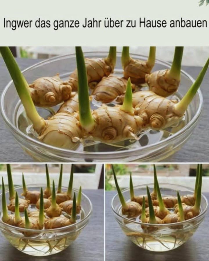 Ingwer das ganze Jahr über zu Hause anbauen 異

 Ein Naturwunder
Ingwer ist nicht nur ein köstliches Gewürz, sondern auch eine Heilwurzel mit entzündungshemmenden und verdauungsfördernden Eigenschaften.

凜 Die richtigen Rhizome wählen
Kaufe biologischen Ingwer  fest, prall und mit sichtbaren Knospen Augen. Vermeide schrumpelige oder schimmelige Exemplare.

 Vorbereitung für das Pflanzen
Schneide den Ingwer in 35 cm lange Stücke mit mindestens einer Knospe. Lass die Stücke 24 Stunden trocknen, um Fäulnis zu vermeiden. Pflanze sie in lockeren, nährstoffreichen Boden mit guter Drainage.

 Optimale Bedingungen
Bevorzugt warme Temperaturen 2429C, indirektes Licht und gleichmäßige Feuchtigkeit. Nutze Töpfe mit mindestens 30 cm Tiefe oder pflanze im Halbschatten im Freien.

 Pflege während des Wachstums
Gieße mäßig  der Boden soll feucht, aber nicht nass sein. Alle 46 Wochen mit Kompost oder organischem Tee düngen. Mulchen, um die Feuchtigkeit zu bewahren und die Wurzeln zu schützen.

 Schädlings- und Krankheitskontrolle
Achte auf Blattläuse oder Spinnmilben. Neemöl wirkt gut. Überwässerung vermeiden, damit keine Wurzelfäule entsteht.

 Ernte leicht gemacht
Junger Ingwer ist nach 45 Monaten fertig. Reife Rhizome nach 810 Monaten, wenn die Blätter gelb werden. Alle vorsichtig ernten und einige Stücke wieder einsetzen, um den Zyklus zu verlängern.

 Ganzjährige Ernte
Pflanze in mehreren Töpfen versetzt und bringe sie vor dem Winter ins Haus. Sprühe gelegentlich, um die tropische Feuchtigkeit nachzuahmen.

流 Lagerungstipps
Frischen Ingwer in ein Papiertuch wickeln und im Kühlschrank aufbewahren. Zum langfristigen Gebrauch einfrieren oder zu Pulver reiben, schneiden oder trocknen für Tee und Speisen.

Viel Erfolg beim eigenen Ingweranbau das ganze Jahr!