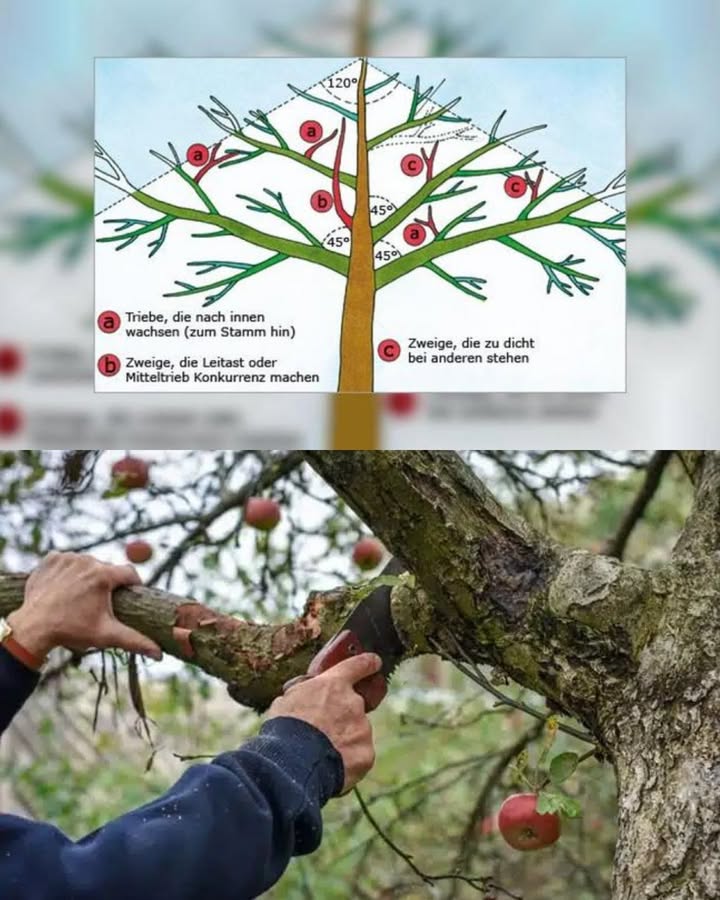 Apfelbaum richtig schneiden für gesunde Ernte 

1 Zeitpunkt des Schnitts
Der Winterschnitt von Dezember bis März dient der Formgebung der Krone und der Verjüngung des Baumes. Ein Sommerschnitt von Juli bis September unterstützt die bessere Ausfärbung und Haltbarkeit der Früchte.

2 Ziel des Schnitts
Ein ausgeglichener Schnitt schafft ein harmonisches Verhältnis zwischen Triebwachstum und Fruchtbildung. So bleibt der Baum vital und ertragreich.

3 Werkzeuge und Technik
Nur scharfe und saubere Werkzeuge verwenden. Äste stets sauber auf Astring schneiden, um eine gute Wundheilung zu fördern.

4 Entfernen unerwünschter Äste
Kranke, abgestorbene und nach innen wachsende Zweige sollten regelmäßig entfernt werden. Dadurch bleibt die Krone lichtdurchlässig und die Früchte reifen gleichmäßig.

Ein sorgfältiger Apfelbaumschnitt sorgt für Gesundheit, Stabilität und eine reiche Ernte über viele Jahre hinweg.
