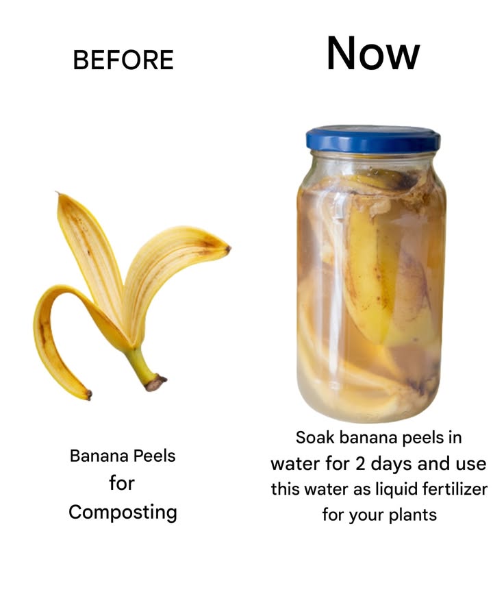 Banana Peels as a Natural Fertilizer

 Save your banana peels instead of throwing them away.
 Soak them in water for about 48 hours.
 The water absorbs valuable nutrients like potassium, magnesium, and calcium.
 Use this enriched liquid to water your plants.
 Its a simple, eco-friendly way to boost plant growth and keep them healthy.