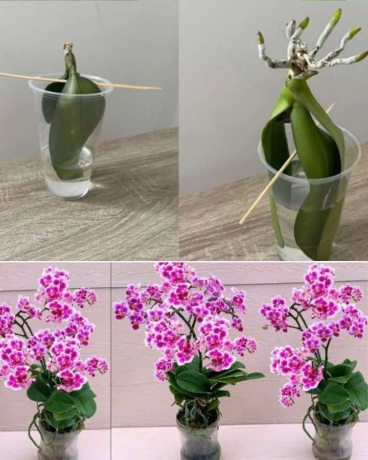 Wie man eine Orchidee ohne Wurzeln wiederbelebt 

1 Schneide alle faulen Wurzeln mit einer steriliserten Schere ab.

2 Entferne trockene Blütenstängel und reinige die Basis der Pflanze gründlich.

3 Trage Kurkuma oder Zimt auf, um zu desinfizieren und Schimmel zu vermeiden.

4 Stelle die Pflanze in ein Glas mit 4 bis 5 cm Wasser, sodass nur die Basis mit der Flüssigkeit in Kontakt kommt.

5 Verwende einen Stab oder Halter, um die Orchidee stabil zu halten.

6 Nach etwa 15 Tagen zeigen sich erste Anzeichen neuer Wurzeln.

7 In 3 bis 4 Monaten können die Wurzeln bis zu 15 cm lang werden.

8 Wenn die Wurzeln fest und lang sind, pflanze die Orchidee in einen Topf um.

9 Verwende Blähton, Kiefernrinde und etwas Moos.

 Baue den Topf, indem du zuerst den Blähton am Boden, dann die Rinde und zuletzt das Moos hinzufügst, um die Feuchtigkeit zu halten.

 Mit Geduld und Pflege wird die Orchidee wieder gesund und blüht kräftig.