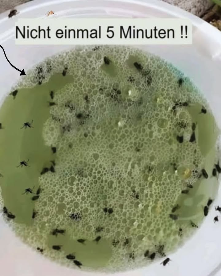 烈 Sag Insekten natürlich Lebewohl  mit Hausmitteln! 

 Zutaten:
  Glas Essig
  Glas Olivenöl oder anderes Pflanzenöl
  Glas mildes Shampoo

 So gehts:
 Alles gut vermischen
 In eine Schüssel geben und in die Küche stellen
 Insekten werden angelockt und bleiben haften

 Tipp:
Nach ein paar Stunden austauschen  bei Bedarf regelmäßig erneuern.

 Vorteile:
Natürlich 
Günstig 
Sicher für dein Zuhause