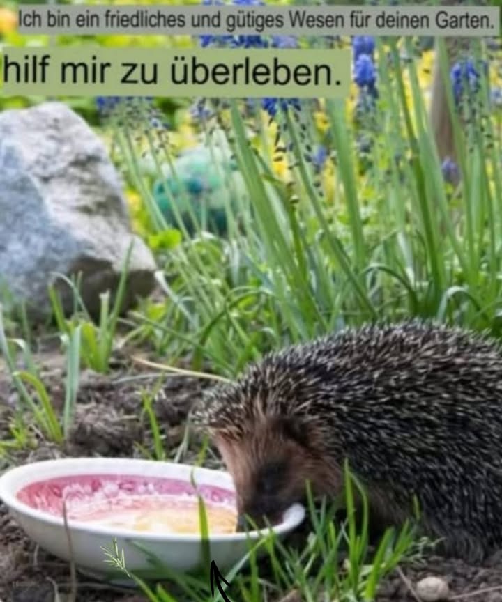 Ein kleiner Gartenheld in Not: Der Igel 璉  So hilfst du ihm im Garten! 
Wenn du im Garten einen Igel entdeckst, solltest du ihn nicht nur als niedlichen Besucher sehen, sondern als wertvollen Helfer im Kampf gegen Schädlinge. Leider sind Igel heute bedroht durch Lebensraumverlust, Pestizide und den Klimawandel. Hier sind Tipps, wie du ihm helfen kannst:
1. Futter anbieten : Biete rohes, ungesalzenes Fleisch oder Hackfleisch an. Auch Katzenfutter ohne Fisch eignet sich gut.
2. Frisches Wasser : Stelle immer eine flache Schale mit Wasser bereit, besonders an heißen Sommertagen.
3. Keine Milch 拏: Auch wenn es gut gemeint ist, führt Milch meist zu Verdauungsproblemen und kann tödliche Dehydrierung verursachen.
4. Schutzräume schaffen 狀: Ein Laubhaufen oder eine ruhige Ecke mit Reisig bietet Schutz und einen sicheren Überwinterungsplatz.
5. Vorsicht im Garten : Beim Rasenmähen oder Laub zusammenharken vorsichtig sein  Igel verstecken sich oft im Unterholz.
Fazit
Igel sind nützliche, liebenswerte Gartenbewohner, die unsere Unterstützung verdienen. Mit ein paar einfachen Maßnahmen kannst du dazu beitragen, dass sie überleben und weiterhin deine Pflanzen vor Schädlingen schützen 璉