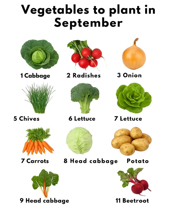 Vegetables to plant in September

1 Kale
2 Radish
3 Onion
4 Broccoli
5 Chives
6 Lettuce
7 Carrots
8 Swiss chard
9 Cabbage
 Potato
11 Beetroot

September is the perfect month to sow these veggies and enjoy a healthy, thriving harvest!