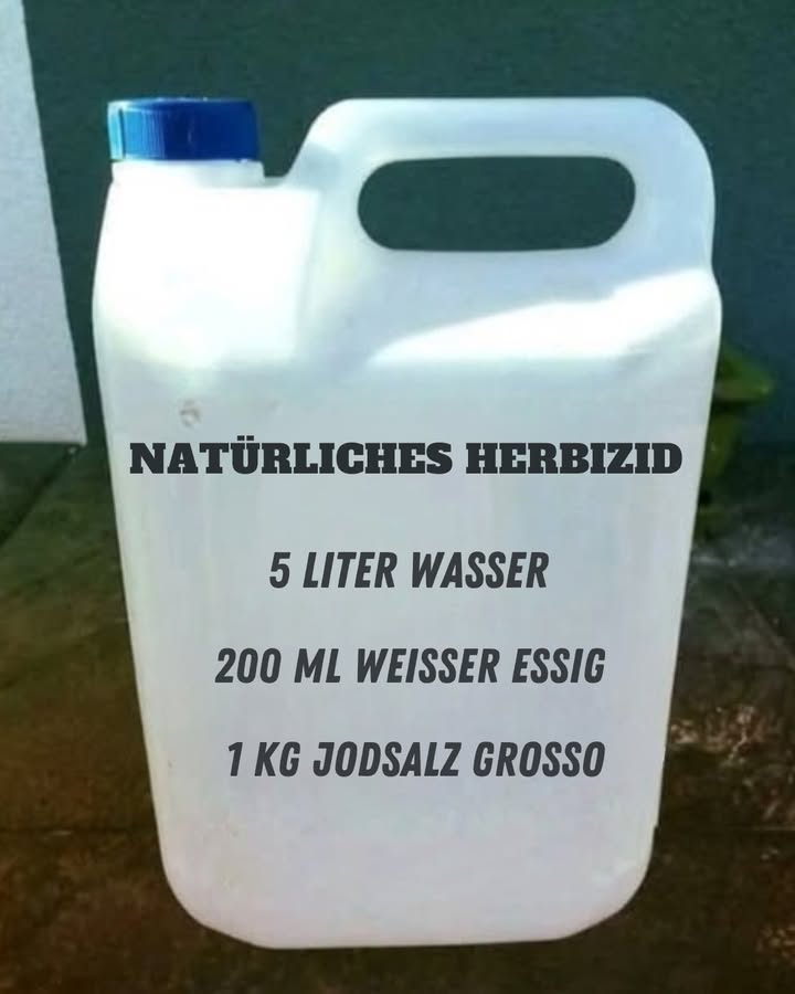 Hausgemachtes natürliches Herbizid 

1 Zutaten: 5 l Wasser, 200 ml weißer Essig, 1 kg grobes Salz.
2 Mischen: Das Salz im Wasser auflösen, den Essig hinzufügen und gut umrühren.
3 Anwendung: Mit einer Sprühflasche oder Gießkanne auf das Unkraut auftragen.
4 Wählen Sie den richtigen Zeitpunkt: Bevorzugen Sie sonnige Tage und meiden Sie Bereiche, in denen noch angebaut wird.
5 Ergebnisse: Das Unkraut trocknet in ein paar Tagen aus. Falls erforderlich, erneut anwenden.

Beseitigen Sie Unkraut ohne scharfe Chemikalien!