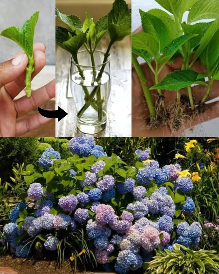 Wie man Hortensien durch Stecklinge vermehren  Praktischer Leitfaden

Hortensien sind wunderschöne Sträucher, die unsere Gärten verschönern. Die Vermehrung durch Stecklinge ist eine einfache, kostengünstige und umweltfreundliche Methode. Mit ein paar Tipps kannst du ganz leicht neue Pflanzen aus deinen Lieblingshortensien ziehen. Folge diesen freundlichen Schritten für einen erfolgreichen Stecklingsschnitt!

 1. Die richtige Triebwahl
Wähle eine gesunde Triebspitze ohne Blüten, mit mehreren Knoten. Im Frühling oder Sommer sind weichere Triebe am besten geeignet für eine gute Bewurzelung.

 2. Den Trieb schneiden
Mit einer sauberen Gartenschere schneide den Trieb schräg direkt unter einem Knoten ab, etwa 1015 cm lang.

 3. Steckling vorbereiten
Entferne die unteren Blätter und kürze die oberen Blätter, um das Austrocknen zu verhindern. Das erleichtert die Wurzelbildung.

 4. Das Wurzelhormon verwenden optional
Tauche den unteren Teil des Stecklings in ein Bewurzelungshormon, um die Wurzelbildung zu fördern. Pflanze den Steckling anschließend in feuchte, gut durchlässige Erde, z. B. Blumenerde.

 5. Feucht gehaltenes Umfeld schaffen
Bedecke den Steckling mit einem durchsichtigen Plastikbeutel oder stelle ihn in eine Mini-Gewächshaus-Atmosphäre, um eine hohe Luftfeuchtigkeit zu gewährleisten.

 6. An einem hellen Platz positionieren
Stelle den Steckling an einen lichtdurchfluteten Ort, jedoch ohne direkte Sonne, bei Temperaturen zwischen 18-24C. Ein heller, aber schattiger Platz ist ideal.

 7. Regelmäßig kontrollieren und lüften
Prüfe die Bodenfeuchtigkeit regelmäßig und lüfte die Abdeckung, um Schimmelbildung zu vermeiden. Halte die Erde leicht feucht, aber nicht nass.

 Nach dem Bewurzeln umtopfen
Nach etwa 3 bis 4 Wochen, wenn die Wurzeln sichtbar sind, kannst du den jungen Pflanzen in den Garten oder Topf setzen. Wähle einen halbschattigen Standort mit nährstoffreichem Boden. Gieße gut nach dem Pflanzen!

 Tipps für den Erfolg

Verwende immer frische Stecklinge.
Vermeide Staunässe, um Fäulnis zu verhindern.
Lüfte regelmäßig, um Schimmel zu vermeiden.
Beschrifte die Pflanzen, wenn du mehrere Sorten propagierst.
 Häufige Probleme und Lösungen

Weiche Blätter? Zu viel Sonne oder zu wenig Feuchtigkeit.
Schimmel? Bessere Belüftung und weniger Feuchtigkeit.
Keine Wurzeln? Der Trieb ist zu alt oder das Bewurzelungshormon fehlt.
Gib nicht auf, wenn es beim ersten Mal nicht klappt. Geduld und Aufmerksamkeit sind deine besten Helfer. Viel Spaß beim Vermehren deiner Hortensien und beim Erschaffen eines wunderschönen blühenden Gartens!

Viel Erfolg und vor allem viel Freude bei diesem grünen Abenteuer!