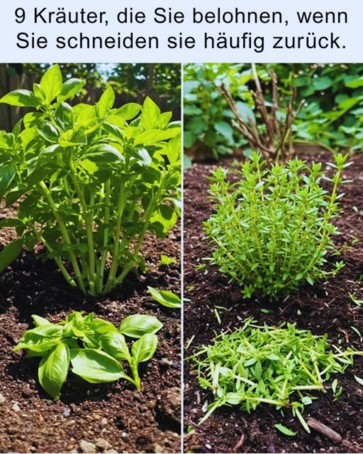 9 Kräuter, die besser wachsen, wenn Sie sie regelmäßig zurückschneiden 
Viele glauben, dass Kräuter am besten gedeihen, wenn man sie einfach wachsen lässt. In Wahrheit belohnen dich viele Küchenkräuter mit mehr Aroma, dichterem Wuchs und einer längeren Erntezeit, wenn du sie oft zurückschneidest.
1 Basilikum 
Häufiger Schnitt fördert neue Triebe und verhindert Blütenbildung.
Am besten oberhalb eines Blattpaares schneiden.
2 Thymian 
Nach der Blüte kräftig zurückschneiden, um Verholzung zu verhindern.
Der Schnitt regt frisches, zartes Wachstum an.
3 Minze 
Entferne regelmäßig die oberen Triebe, um buschigen Wuchs zu fördern.
Hilft, die Pflanze in Schach zu halten.
4 Oregano 
Vor der Blüte schneiden, da dann das Aroma am intensivsten ist.
Stärkt die Pflanze für neue Austriebe.
5 Rosmarin 
Entferne ältere, holzige Triebe, damit junge, aromatische Zweige entstehen.
6 Zitronenmelisse 
Häufiger Schnitt verhindert, dass sie zu groß und unhandlich wird.
Das frische Laub schmeckt am besten.
7 Salbei 
Im Frühjahr und Sommer leicht zurückschneiden, um neue Blätter zu fördern.
8 Schnittlauch 
Regelmäßig bis auf 23 cm zurückschneiden.
Treibt schnell wieder nach.
9 Petersilie 
Ernte ganze Stiele statt einzelner Blätter.
Verlängert die Erntezeit und hält die Pflanze gesund.
 Tipp:
Verwenden Sie stets eine saubere, scharfe Schere und schneiden Sie an trockenen Tagen, um Krankheiten zu vermeiden.
Mit regelmäßigem Rückschnitt schenken dir diese Kräuter eine reiche, aromatische Ernte  den ganzen Sommer über.