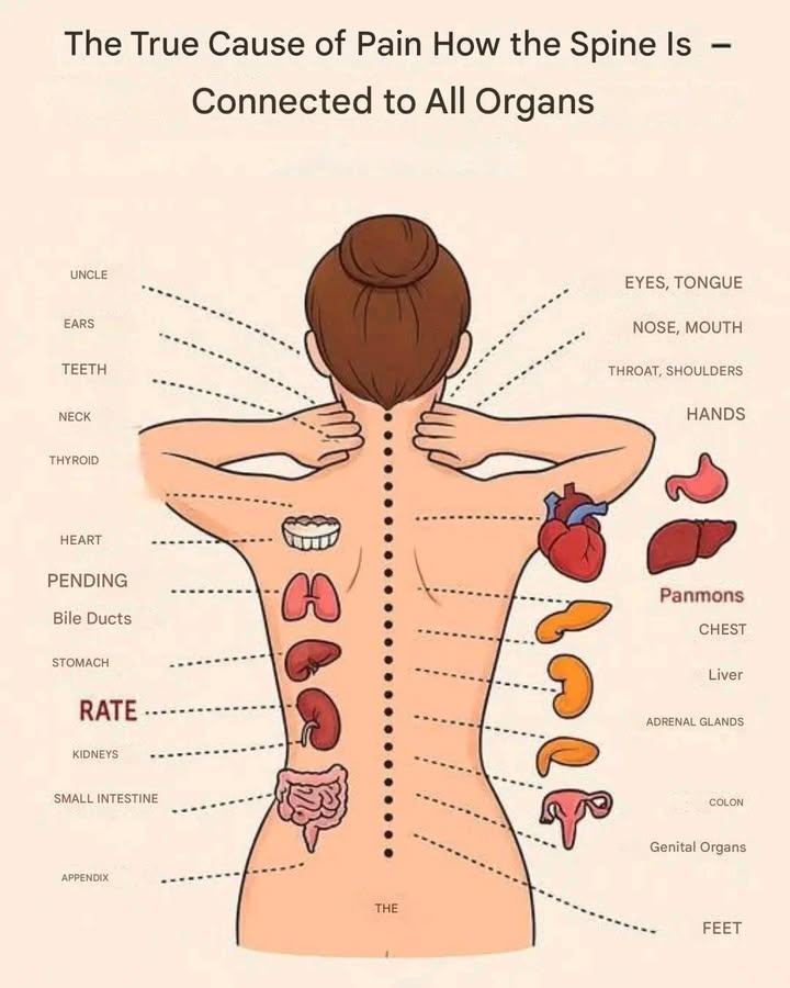 Back Care Tips for Clarity and Well-being

1 Take a deep breath and relax briefly before you start.
2 Lie down comfortably or sit with your shoulders relaxed.
3 Apply gentle pressure to the middle of your spine, hold for a moment.
4 Massage in small circular motions along the spine.
5 Focus on areas that feel tight or tense.
6 Switch to softer, longer strokes to soothe the muscles.
7 Keep breathing steadily and adjust pressure to your comfort.
8 Finish with gentle stretching and slow relaxation.
9 Drink some water afterward and allow yourself time to rest.

Stay mindful and attentive  your back will reward you with greater comfort and well-being.