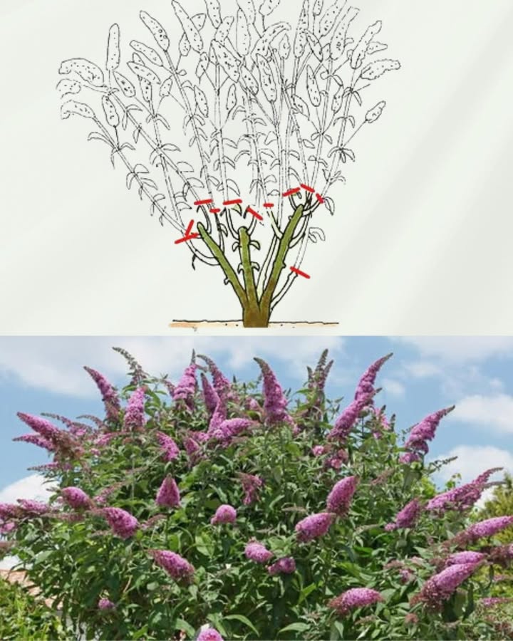 Sommerflieder richtig schneiden: Tipps für eine üppige Blüte und kontrolliertes Wachstum
Sommerflieder schneiden: Regelmäßiger Rückschnitt fördert die Blühfreudigkeit und kontrolliert die Ausbreitung.
Richtiger Zeitpunkt:
Winter/Frühjahr: Radikaler Verjüngungsschnitt bis auf 2030 cm über dem Boden.
Herbst: Leichter Form- und Kürzungsschnitt.
Spätsommer: Verblühte Blütenstände entfernen, um unkontrollierte Aussaat zu verhindern.
Schneidetechnik: Scharfes, sauberes Werkzeug verwenden und schräg über einer Knospe schneiden, um Staunässe zu vermeiden.
Invasivität: Sommerflieder gilt als invasive Art; Blütenstände mit Samen im Hausmüll entsorgen.
Ökologischer Nutzen: Bietet Nahrung für Schmetterlinge, Alternativen für insektenfreundliche Pflanzen verfügbar.