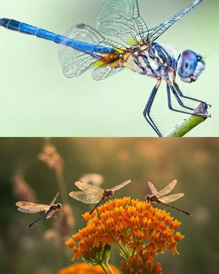 Libellen anlocken, um Mücken auf natürliche Weise zu reduzieren 
Libellen leisten im Garten wertvolle Arbeit: Sie können täglich eine große Menge an Mücken vertilgen. Mit einem kleinen Wasserbereich und den richtigen Pflanzen lässt sich ihre Anwesenheit fördern und gleichzeitig die Biodiversität unterstützen.
 Die Rolle der Libellen
Dank ihrer Wendigkeit und ihres scharfen Sehvermögens fangen sie zahlreiche fliegende Insekten. Auch ihre aquatischen Larven ernähren sich von Mückenlarven  so entsteht eine doppelte natürliche Kontrolle.
 Einen einladenden Lebensraum gestalten
Ein Teich mit flachen Ufern und Wasserpflanzen bietet den Larven ideale Bedingungen. Nektarpflanzen und Ruhezonen ergänzen diesen Lebensraum. Auf Pestizide sollte unbedingt verzichtet werden, um das ökologische Gleichgewicht zu bewahren.
 Pflanzen, die Libellen schätzen
 Schmetterlings-Seidenpflanze Asclepias tuberosa
 Purpur-Wasserdost Eutrochium purpureum
 Raue Rudbeckie Rudbeckia hirta
 Sumpf-Seidenpflanze Asclepias incarnata
 Gemeine Schafgarbe Achillea millefolium
 Wiesen-Salbei Salvia pratensis
 Sonnenhut Echinacea spp.
 Goldrute Solidago spp.
 Lavendel Lavandula spp.
 Indianernessel Monarda spp.
 Prachtscharte Liatris spicata
 Astern Aster spp.
 Die Kombination dieser Pflanzen mit einem Wasserbereich schafft einen idealen Lebensraum für Libellen und sorgt für einen ausgewogenen, angenehmen Garten.