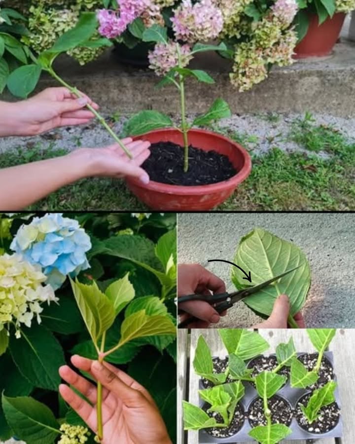 Anleitung: So pflanzt du Hortensien-Stecklinge leicht selbst an
Les hortensias sind wunderschöne Blumen, die jeden Garten verschönern. Das Beste daran? Du kannst ganz einfach neue Pflanzen aus Stecklingen ziehen  kostenlos, umweltfreundlich und gleichzeitig sehr lohnend. Hier ist eine freundliche Schritt-für-Schritt-Anleitung, damit du direkt loslegen kannst!

 1. Wähle die richtige Trieb:
Suche einen frischen, grünen Trieb von etwa 1015 cm Länge, der noch nicht geblüht hat. Er sollte schön flexibel sein und mindestens 2-3 Knoten aufweisen, also Stellen, an denen Blätter wachsen.

 2. Schneide den Trieb sauber ab:
Schneide knapp unter einem Knoten mit scharfen Scheren oder Gartenscheren. Entferne die unteren Blätter, lasse aber einige kleine Blätter an der Spitze, damit die Pflanze atmen kann.

離 3. Optional: Behandle den Schnitt:
Tauche das untere Ende des Stecklings in Wurzelhormonpulver. Das fördert die Entwicklung der Wurzeln und beschleunigt den Prozess. Das ist aber kein Muss!

 4. Pflanzen des Stecklings:
Stecke den Schnitt in einen kleinen Topf mit feuchter, gut durchlässiger Erde. Drücke die Erde vorsichtig an, um den Steckling zu stabilisieren.

 5. Schaffe eine feuchte Umgebung:
Decke den Topf locker mit einem transparenten Plastikbeutel oder einem Gewächshaus-Dom ab. Das erhöht die Luftfeuchtigkeit und hilft beim Wurzelwachstum. Stelle den Topf an einen hellen, warmen Ort  jedoch ohne direkte Sonneneinstrahlung.

 6. Pflege und Geduld:
Halte die Erde gleichmäßig feucht, aber nicht nass. Nach etwa 2 bis 4 Wochen solltest du erste Wurzeln sehen können. Geduld zahlt sich aus!

 Tipp für die Nachsorge:
Sobald dein Steckling anwächst und neue Blätter bildet, kannst du ihn in einen größeren Topf oder direkt in den Garten umpflanzen. Achte darauf, ihn vor praller Sonne und starkem Wind zu schützen, und gieße regelmäßig.

Du wirst sehen, wie spannend es ist, deine eigenen Hortensien wachsen zu sehen! Es ist eine einfache, schöne Art, deinen Garten zu verschönern und deine Freude an der Natur zu teilen. Viel Erfolg und happy gardening!