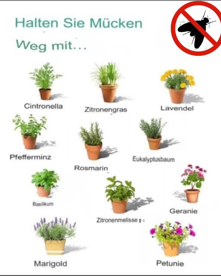 11 Pflanzen, die Schädlinge fernhalten
In der Welt der Gartenarbeit ist es nicht nur wichtig, wunderschöne Pflanzen zu züchten, sondern auch sicherzustellen, dass diese Pflanzen von Schädlingen ferngehalten werden. Schädlinge können erhebliche Schäden an Pflanzen und Ernten anrichten und somit die Freude am Gärtnern schmälern. Eine Möglichkeit, sich vor Schädlingen zu schützen, ist die Verwendung von bestimmten Pflanzen, die von Natur aus abwehrend wirken. Im Folgenden stellen wir Ihnen 11 Pflanzen vor, die helfen, Schädlinge fernzuhalten, und geben Ihnen wertvolle Tipps, wie Sie diese effektiv in Ihrem Garten einsetzen können.
1. Ringelblume Calendula
Die Ringelblume ist nicht nur ein hübscher Anblick mit ihren leuchtend orangefarbenen Blüten, sie hat auch die Fähigkeit, viele Schädlinge abzuhalten. Diese Pflanze zieht nützliche Insekten wie Marienkäfer an und vertreibt gleichzeitig Schädlinge wie Blattläuse und Weiße Fliegen.
Tipps zur Pflanzung: Setzen Sie Ringelblumen um den Rand Ihres Gemüsegartens oder zwischen anderen Pflanzen, um einen natürlichen Schutz zu gewährleisten.
2. Lavendel
Lavendel ist bekannt für seinen herrlichen Duft und seine beruhigenden Eigenschaften. Schädlinge wie Mücken und Fliegen finden den Geruch jedoch nicht angenehm und halten sich fern. Darüber hinaus zieht Lavendel Bestäuber wie Bienen an, was für ein gesundes Wachstum Ihrer Pflanzen von Vorteil ist.
Tipps zur Pflanzung: Pflanze Lavendel in sonnigen Bereichen Ihres Gartens. Er benötigt gut durchlässigen Boden und wenig Wasser.
3. Küchenkräuter Basilikum, Thymian, Oregano
Küchenkräuter wie Basilikum, Thymian und Oregano haben nicht nur kulinarische Vorteile, sondern helfen auch, Schädlinge abzuwehren. Diese Kräuter verströmen starke Düfte, die viele Schädlinge abschrecken, darunter Blattläuse und Mücken.
Tipps zur Pflanzung: Stellen Sie diese Kräuter in der Nähe Ihrer Gemüse an. Sie fördern zudem das gesunde Wachstum und verbessern den Geschmack der Nachbarpflanzen.
4. Zitronenmelisse
Zitronenmelisse ist eine vielseitige Pflanze, die Insekten wie Mücken und Fliegen vertreibt. Ihr zitrusartiger Geruch ist für Menschen angenehm, wirkt jedoch abschreckend auf zahlreiche Schädlinge.
Tipps zur Pflanzung: Zitronenmelisse wächst gut in halbschattigen Bereichen und sollte regelmäßig geerntet werden, um buschiges Wachstum zu fördern.
5. Rosmarin
Rosmarin ist nicht nur ein schmackhaftes Gewürz, sondern auch ein effektives Mittel zur Schädlingsbekämpfung. Er hilft dabei, Schädlinge wie Motten und Käfer fernzuhalten.
Tipps zur Pflanzung: Pflanzen Sie Rosmarin in einem sonnigen Bereich mit gut durchlässigem Boden. Diese magere Pflanze benötigt wenig Wasser, eignet sich also perfekt für trockene Gärten.
6. Chili-Paprika
Chili-Paprika haben als natürliche Abwehrmittel gegen viele Insekten gewirkt. Die Schärfe dieser Pflanzen schreckt viele willkommene Schädlinge fern.
Tipps zur Pflanzung: Setzen Sie Chili-Paprika in gut durchlässigen Böden und an einem sonnigen Standort. Achten Sie darauf, dass sie ausreichend Platz zum Wachsen haben.
7. Knoblauch
Knoblauch hat nicht nur gesundheitliche Vorteile für den Menschen, sondern auch einen abschreckenden Effekt auf Schädlinge. Der starke Geruch vertreibt Insekten wie Fliegen und Schnecken.
Tipps zur Pflanzung: Pflanzen Sie Knoblauch im Herbst oder Frühling, je nach Ihrer Region. Er wächst gut, wenn er in der Nähe anderer Pflanzen steht.
8. Pfefferminze
Pfefferminze ist eine kraftvolle Pflanze, die Ameisen, Flöhe und sogar Mäuse fernhält. Die frische, aromatische Note hat nicht nur einen positiven Effekt auf die menschliche Gesundheit, sondern schützt auch den Garten.
Tipps zur Pflanzung: Setzen Sie Pfefferminze in Töpfen ein, um ihre Ausbreitung zu kontrollieren. Diese Pflanze kann sehr invasiv werden.
9. Eukalyptus
Eukalyptus hat enorme Vorteile, nicht nur in Bezug auf seine ätherischen Öle, sondern auch zur Abwehr von Insekten. Die Blätter enthalten Verbindungen, die viele Schädlinge abstoßen.
Tipps zur Pflanzung: Eukalyptus benötigt viel Platz und wächst am besten in vollen Sonnenständen.
10. Borretsch
Borretsch kann eine Vielzahl von Schädlingen abwehren, darunter Hornissen und Schnecken. Außerdem zieht diese Pflanze nützliche Insekten wie Bienen und Schmetterlinge an und fördert somit die Bestäubung.
Tipps zur Pflanzung: Borretsch wächst schnell und ist einfach zu pflegen. Er kann in Beeten oder als Bodendecker gepflanzt werden.
11. Farn
Farne sind hervorragende Pflanzen, um Nematoden und andere Schädlinge aus dem Boden abzuwehren. Sie sind pflegeleicht und können in schattigen Bereichen des Gartens platziert werden.
Tipps zur Pflanzung: Unterschiedliche Farnarten benötigen unterschiedliches Licht, achten Sie also darauf, die richtige Sorte für Ihren Garten auszuwählen.
Fazit
Die Integration dieser Pflanzen in Ihren Garten ist eine natürliche und umweltfreundliche Methode, um Schädlinge fernzuhalten. Sie tragen nicht nur zur Schönheit und Vielfalt bei, sondern fördern auch ein gesundes Gartenökosystem. Beginnen Sie damit, diese Pflanzen auszuwählen, die am besten zu Ihrer Region passen. Soon werden Sie feststellen, wie Ihre Pflanzen gedeihen und Ihr Garten frei von Schädlingen bleibt.
Mit diesen Tipps sind Sie gut gerüstet, um Ihren Garten nicht nur wunderschön, sondern auch schädlingsfrei zu gestalten.