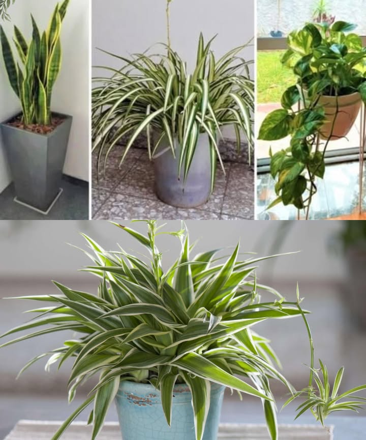 Wenn du eine dieser 7 Pflanzen zu Hause hast: Pflege sie gut, denn es ist ein Schatz in deinem Heim 
Hier sind die 7 Pflanzen, die wir besprochen haben, mit Tipps zur richtigen Pflege:
1 Dracaena marginata  Aus Afrika, liebt indirektes Licht und braucht regelmäßiges Gießen. Entfernt effektiv Formaldehyd.
2 Sansevieria Bogenhanf  Robust und widerstandsfähig, reinigt die Luft, absorbiert Giftstoffe, braucht wenig Wasser und Licht.
3 Gummibaum  Hilft, die Luftfeuchtigkeit zu halten, beseitigt Formaldehyd. Verträgt helle Plätze und Temperaturschwankungen gut.
4 Aloe Vera  Beruhigt die Haut und reinigt die Luft durch Toxinaufnahme. Tägliches Sonnenlicht ist ideal, vor Kälte und Überwässerung schützen.
5 Grünlilie  Entfernt Kohlenmonoxid und Formaldehyd. Bevorzugt mäßiges Licht, im Winter wöchentlich gießen, niedrige Temperaturen vermeiden.
6 Efeutrie  Perfekt für dunkle Räume, reinigt die Luft, braucht feuchte Erde und eine gemäßigte Luftfeuchtigkeit.
7 Chrysantheme  Bekannt für ihre luftreinigenden Fähigkeiten, erneuert die Raumluft effektiv. Bevorzugt feuchte, gut durchlässige Erde und keinen direkten Sonnenschein.
Pflege diese Pflanzen regelmäßig, um ihre reinigenden und beruhigenden Wirkungen täglich voll zu genießen!
