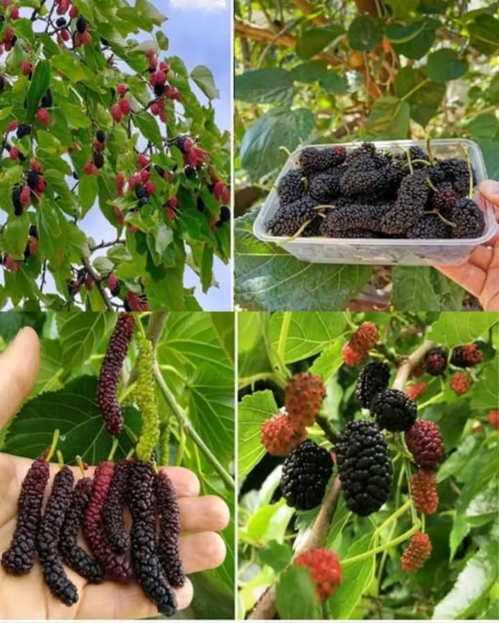 Der Maulbeerbaum  Ein Muss für jeden Hausgarten
 Schatten & Schutz
Bietet dichten Schatten im Sommer
Schützt vor Wind und Regen  verbessert das Mikroklima
 Medizinische Vorteile
Blätter wirken entzündungshemmend
Unterstützt Leberfunktion & Hautgesundheit
 Nährstoffreiche Superfrucht
Reich an Vitamin C, K, Eisen & Kalium
Fördert Immunsystem, Knochen, Blutkreislauf & Verdauung
Ballaststoffe stabilisieren den Blutzuckerspiegel
 Vielseitige Verwendung
Frisch, getrocknet oder verarbeitet Marmeladen, Kuchen, Smoothies
Perfekt als Snack oder Zutat für Müsli & Salate
 Ganzjähriger Nutzen
Frische Früchte in der Saison
Getrocknete Beeren für den Winter
 Langlebig & dekorativ
Schön anzusehen, pflegeleicht und funktional
Steigert den Wert deines Gartens
 Umweltfreundlich
Fördert Biodiversität
Wächst ohne chemische Mittel
Ein Baum mit Mehrwert  für Gesundheit, Genuss und Natur