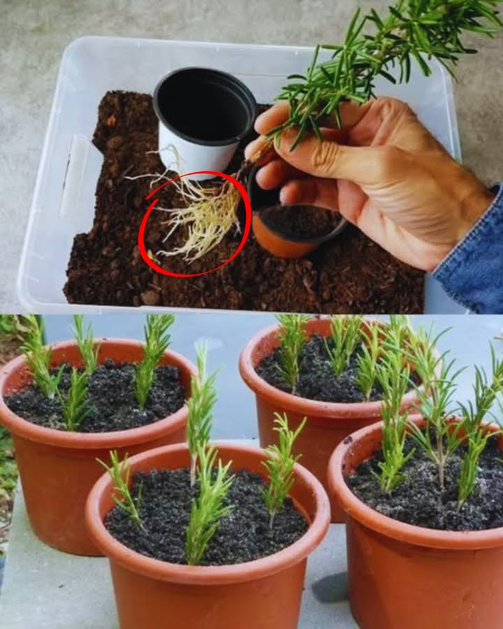 Wie man Rosmarin aus einem Zweig zieht 
Hier ist eine einfache Methode, um Rosmarin zuhause zu vermehren, aus nur einem Zweig.
1. Einen Zweig schneiden 
Wählen Sie einen gesunden Zweig von etwa 15 cm Länge und entfernen Sie die unteren Blätter.
2. In Wasser stellen 
Den Zweig in ein Glas Wasser setzen, nur den unblättrigen Teil eintauchen lassen. Bei Raumtemperatur ruhen lassen.
3. Heller Standort 
Das Glas nahe an ein Fenster stellen, an einem warmen Ort mit natürlichem Licht.
4. Wasserstand kontrollieren 
Bei Bedarf mit Wasser auf Raumtemperatur auffüllen.
5. Wurzeln beobachten 
Nach etwa einer Woche beginnen Wurzeln zu entstehen. Geduld haben, bis sie nach etwa drei Wochen kräftig genug sind.
6. In einen Topf pflanzen 華
Sind die Wurzeln gut entwickelt, den Zweig in einen mit nährstoffreicher Erde gefüllten Topf setzen. In die Mitte des Topfes ein Loch graben und den Zweig hineinsetzen.
7. Moderat gießen 
In der ersten Woche nach dem Einpflanzen alle zwei bis drei Tage gießen, dabei die Erde nicht zu nass machen.
Diese Methode ist eine einfache, natürliche Art, frischen Rosmarin selbst zu ziehen!