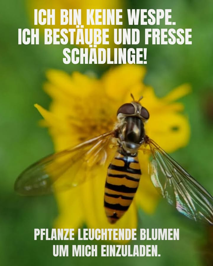 Schwebfliegen: Die winzigen Gartenwächter der Natur 
Sie sehen aus wie Wespen, aber keine Sorge  Schwebfliegen sind völlig harmlos. Diese summenden Besucher bestäuben deine Blumen und fressen Blattläuse, wodurch dein Garten gesund und lebendig bleibt. So machst du ihn zu einem Paradies für diese nützlichen Helfer:

1 Pflanze ihre Lieblingsblumen
Beet-Alissum, Ringelblumen, Fenchel, Dill und Koriander gehören zu ihren Favoriten. Offene, duftende Blüten sind besonders attraktiv für sie.

2 Verzichte auf Pestizide
Auch biologische Sprays können den Larven schaden. Überlass den Schwebfliegen die Schädlingsbekämpfung  sie erledigen das auf natürliche Weise.

3 Lass eine wilde Ecke stehen
Ein kleiner Bereich mit hohem Gras oder heimischen Wildblumen bietet Schutz und Brutplätze.

4 Stelle Wasser mit Landeplätzen bereit
Ein flacher Teller mit Steinen und frischem Wasser hilft ihnen, sich an heißen Tagen zu erfrischen.

5 Sorge für Blüten das ganze Jahr über
Wähle Pflanzen mit gestaffelter Blütezeit, damit immer etwas Nektar verfügbar ist.

 Klein, leise und fleißig  Schwebfliegen sind die stillen Helden eines gesunden Gartens. Lade sie ein, und die Natur übernimmt den Rest!