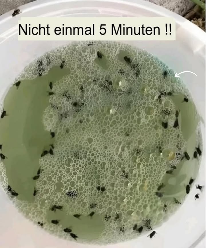 Sag den Insekten auf natürliche Weise Lebewohl! 烈
Wenn die Temperaturen steigen, kommen Fliegen und Mücken gerne ins Haus aber keine Sorge! Mit dieser einfachen Mischung kannst du sie ganz sanft fernhalten.
Du brauchst:
 Glas Essig
 Glas Olivenöl oder ein anderes Pflanzenöl
 Glas mildes Shampoo
Anwendung:
Vermische alle drei Zutaten in einer Schüssel. Stelle die Mischung in eine Ecke deiner Küche. Die Insekten werden davon angelockt und bleiben im Gemisch hängen.
Lass die Mischung ein paar Stunden wirken und erneuere sie bei Bedarf.
Eine natürliche, günstige und sichere Lösung für dein Zuhause!