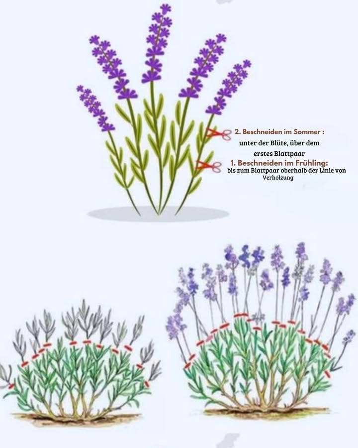 Lavendel schneiden: Dein ultimativer Leitfaden für gesunde Pflanzen und üppige Blüte

Lavendel begeistert mit seinem unverwechselbaren Duft, den zarten violetten Blüten und der Fähigkeit, Bienen sowie Schmetterlinge anzulocken. Der Echte Lavendel Lavandula angustifolia gehört zu den Klassikern im Gartenbau und verschönert mit mediterranem Flair jedes Beet. Doch damit er wirklich prachtvoll wächst und nicht verkahlt, ist ein regelmäßiger Schnitt essenziell. Viele Gartenfreunde unterschätzen, wie wichtig dieser Pflegeschritt ist und riskieren, dass der Lavendel im unteren Bereich verholzt und nur spärlich austreibt.

Wann solltest du Lavendel schneiden? 
Lavendel braucht zwei Schnitte im Jahr, um vital und buschig zu bleiben

Frühjahrsschnitt März/April: vor dem Austrieb, um abgestorbene Pflanzenteile zu entfernen und einen kompakten Wuchs zu fördern
Sommerschnitt Juli/August: direkt nach der ersten Blüte, um eine zweite Blüte im Spätsommer zu begünstigen
Ein Schnitt im Herbst ist nicht empfehlenswert, weil der Lavendel dann nicht mehr genügend Zeit hat, neue Triebe auszubilden. Dadurch wird er anfälliger für Frostschäden

In besonders milden Regionen kann der Frühjahrsschnitt auch schon Ende Februar stattfinden, sofern keine starken Nachtfröste mehr zu erwarten sind

Wie Lavendel richtig schneiden? 
Ein präziser Schnitt garantiert üppige Blüten und gesunde Pflanzen. Beachte dabei diese Punkte

immer scharfe und saubere Gartenscheren verwenden
im Frühjahr etwa ein bis zwei Drittel der Pflanze einkürzen
nicht ins alte Holz schneiden, dort treibt Lavendel nur schwer wieder aus
nach der Sommerblüte bis zur Hälfte zurückschneiden, damit sich neue Blüten entwickeln
alte, verwelkte Blütenstände entfernen
junge Pflanzen dürfen kräftiger zurückgeschnitten werden, damit sie von Anfang an buschig wachsen
 Dos:

schneide nur ins grüne Holz
abgestorbene Zweige gründlich entfernen
 Donts:

nie zu tief ins alte, verholzte Holz schneiden
nicht bei Regen schneiden, um Pilzkrankheiten vorzubeugen

Lavendel für die Trocknung ernten 狀
Lavendel eignet sich wunderbar zum Trocknen für Duftsäckchen, Potpourris oder Kräutertees. Der richtige Erntezeitpunkt ist dabei entscheidend

ideal ist der Schnitt kurz vor der Vollblüte im Juli
Blütenstängel etwa 10 cm unterhalb der Knospen abschneiden
die geernteten Stiele zu kleinen Sträußen bündeln
kopfüber an einem luftigen, schattigen Ort trocknen
So bleiben die ätherischen Öle und die Farbe bestmöglich erhalten

Häufige Fehler beim Lavendelschnitt 
Immer wieder schleichen sich Fehler ein, die sich leicht vermeiden lassen

zu tief ins alte Holz schneiden
nur alle paar Jahre schneiden, sodass die Pflanze verholzt
im Herbst zu stark zurückschneiden
stumpfe oder verschmutzte Scheren verwenden
 Merke dir: lieber jedes Jahr maßvoll schneiden, als selten und dann radikal

Vorteile eines regelmäßigen Schnitts 
Ein konsequenter Rückschnitt bringt dem Lavendel zahlreiche Vorteile

buschiger, dichter Wuchs
mehr Blüten und längere Blütezeit
verzögertes Verholzen
höhere Widerstandskraft gegenüber Krankheiten und Witterung
So bleibt der Lavendel ein langlebiger Blickfang im Garten

Regionale und saisonale Tipps 
In Norddeutschland verschiebt sich die Blütezeit oft nach hinten, sodass der Sommerschnitt erst Anfang August sinnvoll ist. In südlicheren Regionen hingegen kann der Lavendel schon im Juni blühen und entsprechend früher geschnitten werden

Durch mildere Winter im Zuge des Klimawandels kann es außerdem ratsam sein, den ersten Schnitt im Februar zu planen, sofern das Wetter stabil bleibt