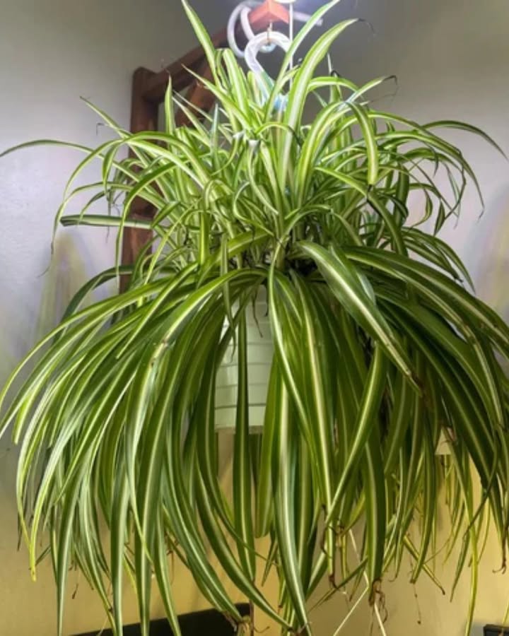 Grünlilien: Die einfachste Zimmerpflanze, die du je pflegen wirst!
Sag Hallo zur Grünlilie  pflegeleicht, luftreinigend und perfekt für Anfänger und Pflanzenprofis!

 Auf dem Bild:
 Hängende kleine Kindel  bereit zur Vermehrung
 Wunderschöne weiße Blüten
 Einfaches Zurückschneiden für dichteres Wachstum

 Warum Grünlilien so toll sind:
 Gedeihen bei hellem, indirektem Licht
 Verzeihen Trockenphasen und vergessene Wassergaben
 Reinigen ganz natürlich die Raumluft
 Lassen sich endlos aus kleinen Ablegern vermehren 

 Vermehrungs-Tipp:
Schneide die Kindel ab und setze sie in Wasser oder direkt in Erde. Bald hast du mehr Grünlilien, als du Fensterbänke hast!

華 Ideal für Hängeampeln, Fensterbänke oder den Schreibtisch  sie nehmen dir sogar Vergesslichkeit nicht übel!