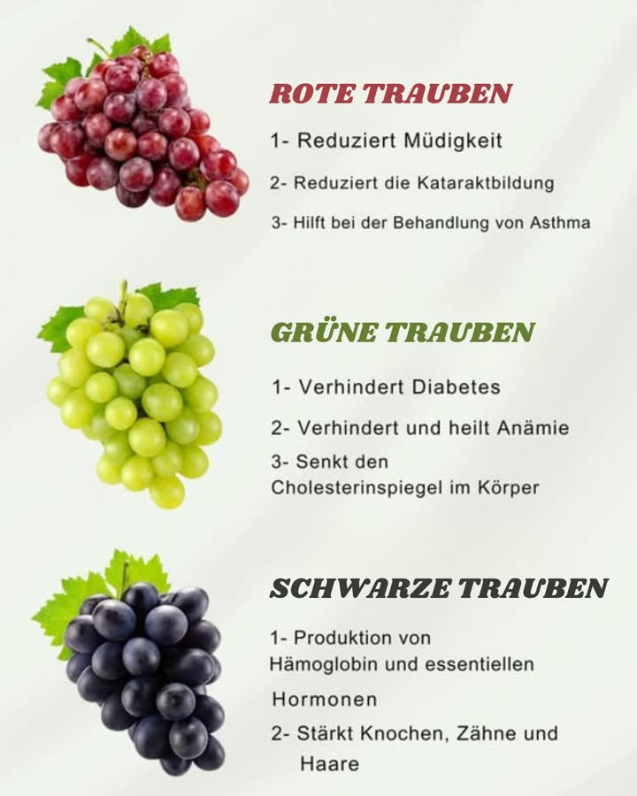 Vorteile von Weintrauben: rot, grün und schwarz
1 Rote Weintraube: Eine antike Quelle von Antioxidantien
Die rote Weintraube ist berühmt für Antioxidantien, insbesondere Resveratrol.
Hauptvorteile:
Herz-Kreislauf-Schutz: Resveratrol kann Entzündungen reduzieren und die Gesundheit der Blutgefäße unterstützen.
Verbesserte Sehkraft: Flavonoide können das Risiko altersbedingter Augenkrankheiten senken.
Sofortige Energie: Natürliche Zucker liefern rasche Energie und gegen Müdigkeit.
2 Grüne Weintraube: Leicht und erfrischend
Ideal als gesunder, leichter Snack, reich an Nährstoffen und einfach zu essen.
Hauptvorteile:
Blutzuckerregulierung: Hilft, stabile Zuckerwerte zu halten; nützlich zur Diabetesprävention.
Herzgesundheit: Reduziert Cholesterin und unterstützt Herz und Gefäße.
Gegen Anämie: Eisen und Vitamine stärken die Hämoglobinwerte.
3 Schwarze Weintraube: Ein starker Verbündeter gegen das Altern
Intensive Farbe und viele Polyphenole, starke Antioxidantien.
Hauptvorteile:
Anti-Aging-Eigenschaften: Polyphenole schützen die Haut und fördern die Zellregeneration.
Knochengesundheit: Calcium und Magnesium stärken Knochen und Zähne.
Hormonelles Gleichgewicht: Nährstoffe unterstützen das endokrine System.
Fazit: Ein Superfood, das man nicht verpassen sollte
Egal welche Farbe, Weintrauben sind nährstoffreich und sollten regelmäßig auf dem Speiseplan stehen.
Jede Sorte bietet spezifische Vorteile, und ihre natürliche Süße macht Lust auf mehr.