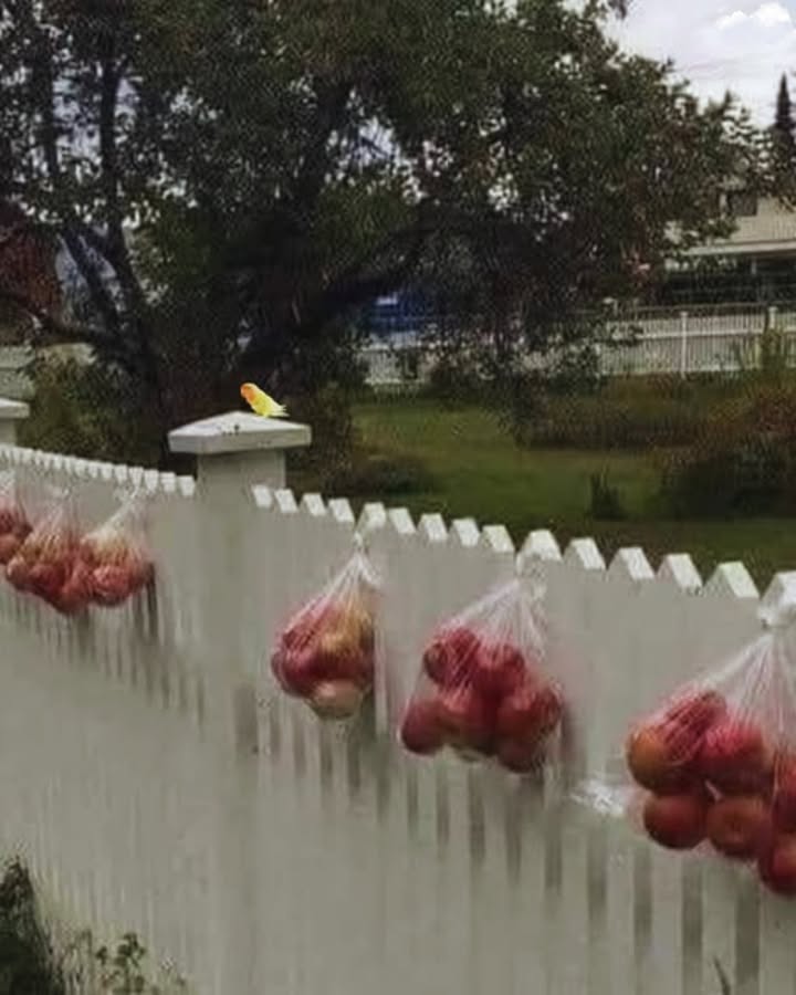Wenn die Menschen in Norwegen feststellen, dass ihre Apfelbäume mehr Früchte tragen, als sie essen können, stecken sie die überschüssigen Äpfel in Säcke und hängen sie an ihren Zäunen auf – damit Passanten sie mitnehmen und genießen können, anstatt sie unnötig am Boden verrotten zu lassen.