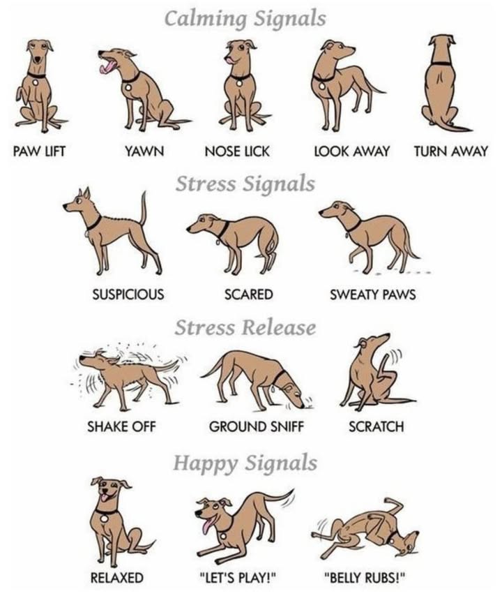 Dog Body Language : Know What Your Pup Is Really Saying! 
 Calming Signals Trying to stay peaceful
 Paw Lift  Feeling unsure
 Yawn  Overwhelmed or stressed
 Nose Lick  Mild anxiety
 Look Away  Avoiding tension
 Turn Away  Polite disengagement

 Stress Signals Feeling uneasy
 Suspicious  On alert
 Scared  Needs comfort
 Sweaty Paws  Hidden stress

 Stress Release Trying to reset
 Shake Off  Releasing tension
 Ground Sniff  Calming behavior
 Scratch  Self-soothing

 Happy Signals Feeling good!
 Relaxed  Calm & content
 Lets Play!  Ready for fun
 Belly Rubs!  Trust & joy

 Tip: The more you observe, the stronger your bond becomes!