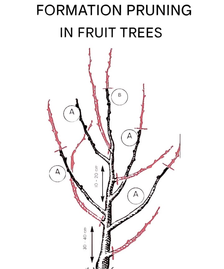 Training Pruning in Fruit Trees 

1 Trunk height

Keep the trunk clear for 30 to 40 cm above the ground.

Remove all suckers and low branches competing with the base.

2 Selection of main branches A

Choose 3 to 5 well-spaced branches around the trunk.

These branches will form the framework of the canopy.

Keep 10 to 20 cm of spacing between them to ensure balance and good airflow.

3 Cutting secondary branches

Remove overly upright shoots or those growing towards the inside of the canopy.

Cut crossing or crowded branches that block sunlight penetration.

4 Support branch Б

Maintain the central leader as a guide to ensure steady and balanced growth.

5 Purpose of pruning

Create an open, well-lit canopy.

Improve air circulation, reducing pests and diseases.

Encourage more abundant and higher-quality fruiting.

 Training pruning should be done during the first years of the tree to secure healthy growth and productivity throughout its life.