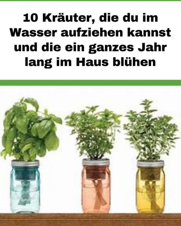 10 Kräuter, die du im Wasser ziehen kannst  ganzjährig im Haus

Kräuter müssen nicht unbedingt in Erde wachsen. Viele lassen sich problemlos in Wasser kultivieren  praktisch auf der Fensterbank oder dem Küchentisch. Mit etwas Licht, Wärme und Geduld hast du so das ganze Jahr frische Aromen griffbereit.

Das brauchst du

Frische Stecklinge deiner Kräuter ca. 15 cm lang

Ein Glas- oder Kunststoffgefäß, idealerweise mit engem Hals

Wasser abgestandenes Leitungs-, Quell- oder Mineralwasser ohne Kohlensäure

So gehts

Junge Triebe abschneiden und die unteren Blätter entfernen.

Stecklinge in ein Glas mit Wasser stellen, Blätter dürfen das Wasser nicht berühren.

Gefäß so aufstellen, dass die Wurzeln im Dunkeln bleiben Papier oder farbige Flaschen verhindern Algenbildung.

Wasser regelmäßig wechseln, bis sich weiße Wurzeln gebildet haben 26 Wochen.

Danach nur noch gelegentlich frisches Wasser auffüllen.

10 Kräuter für die Wasserkultur

1 Oregano  Würzig und vielseitig einsetzbar. Einfach einige Zweige ins Wasser stellen und regelmäßig zurückschneiden.

2 Basilikum  Liebt Wärme und Licht. Vor der Blüte ernten, damit die Pflanze kräftig nachwächst.

3 Salbei  Stecklinge im Frühjahr nehmen. Benötigt einen hellen, gut belüfteten Standort, da er anfällig für Mehltau ist.

4 Stevia  Junge Triebe ins Wasser setzen. Braucht viel Licht und Wärme, ideal zum Süßen von Getränken.

5 Zitronenmelisse  Duftend und erfrischend. Stecklinge im Frühjahr oder Herbst nehmen, regelmäßig Wasser wechseln.

6 Estragon  Vor allem französischer Estragon eignet sich hervorragend als Küchengewürz. Triebe im Frühjahr schneiden und ins Wasser stellen.

7 Pfefferminze  Enthält viel Menthol und wächst im Wasser besonders leicht. Einfach frische Triebe verwenden.

8 Minze  Eng verwandt mit Pfefferminze, schnellwüchsig und ideal zur Erfrischung im Raum.

9 Thymian  Stecklinge im Frühjahr bis Frühsommer nehmen. Stiele sofort ins Wasser stellen, da sie leicht austrocknen.

 Rosmarin  Holzige Triebe brauchen länger zum Bewurzeln, lohnen sich aber für einen sonnigen Platz im Haus.

 Mit diesen Kräutern hast du immer frische Aromen und einen natürlichen Duft im Haus  ganz ohne Erde und das ganze Jahr über.