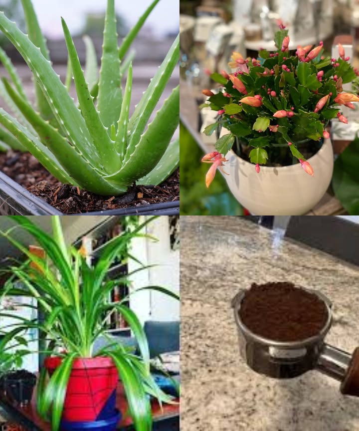 Gönn deinen grünen Freunden hin und wieder eine Prise gebrauchten Kaffeesatz in Maßen!  das fördert ein gesünderes Wachstum und kräftigere Pflanzen:

 Grünlilie Chlorophytum comosum
Liebt den Stickstoff-Boost  streue etwas Kaffeesatz locker auf die Erde.

 Schwiegermutterzunge Sansevieria / Bogenhanf
In Maßen düngen  untermischen, um eine Bodenverdichtung zu vermeiden.

 Efeutute Epipremnum aureum / Pothos
Eine kleine Menge in die Erde mischen  für kräftigere Blätter und lange Ranken.

 Einblatt Spathiphyllum / Friedenslilie
Hilft, das Blattgrün zu intensivieren  einmal im Monat anwenden.

 Usambaraveilchen Saintpaulia / Afrikanisches Veilchen
Nur ganz sparsam verwenden  zu viel verändert den pH-Wert des Bodens.

 Philodendron
In die obere Erdschicht einarbeiten  für starke, leuchtend grüne Blätter.

 Aloe Vera
Nur gelegentlich verwenden  in die Erde einmischen, nicht direkt auf die Oberfläche geben.

 Weihnachtskaktus Schlumbergera
Ein leichter Nährstoffschub während der Wachstumsphase.

 Boston Farn Nephrolepis exaltata
Mag leicht säurehaltige Erde  entweder trockenen Kaffeesatz aufstreuen oder mit verdünntem Kaffee-Wasser gießen.

 Achtung: Immer nur maßvoll dosieren! Zu viel Kaffeesatz kann die Erde verdichten oder den pH-Wert zu stark verändern.
Als sanfter Naturdünger angewendet, ist er aber ein echter Geheimtipp für viele Zimmerpflanzen!