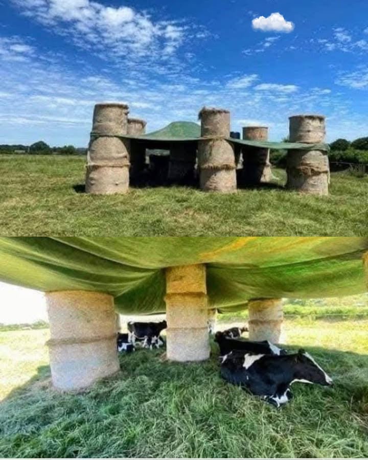 Wie großartig ist die Idee, das, was du hast, zu nutzen, um die Kühe vor der heißen Sonne zu schützen.