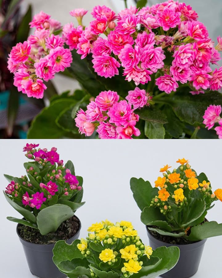 Der Kalanchoe ist keine Einweg-Blume: Lass ihn immer wieder neu erblühen 

華 Umtopfen nach der Blüte in einen größeren Topf mit humusreicher, gut durchlässiger Erde und etwas Sand oder Kies.
 Schneide die Triebe zur Hälfte zurück, um neue Knospen zu fördern und eine kompakte Form zu erhalten.
 Dunkel stellen von 18 Uhr bis 7 Uhr, von November bis zur Blütezeit, entweder mit einer Kiste abdecken oder in einen dunklen Raum stellen.
 Temperatur senken auf 1015 C, aber nicht unter 9 C.
 Gießmenge reduzieren in dieser Zeit, um Wurzelfäule zu vermeiden.
 Nicht düngen, bis die ersten Knospen erscheinen.
 Keine Blüte? Dann kannst du die Pflanze durch Stecklinge vermehren, um ihr neue Kraft und Jugend zu geben.