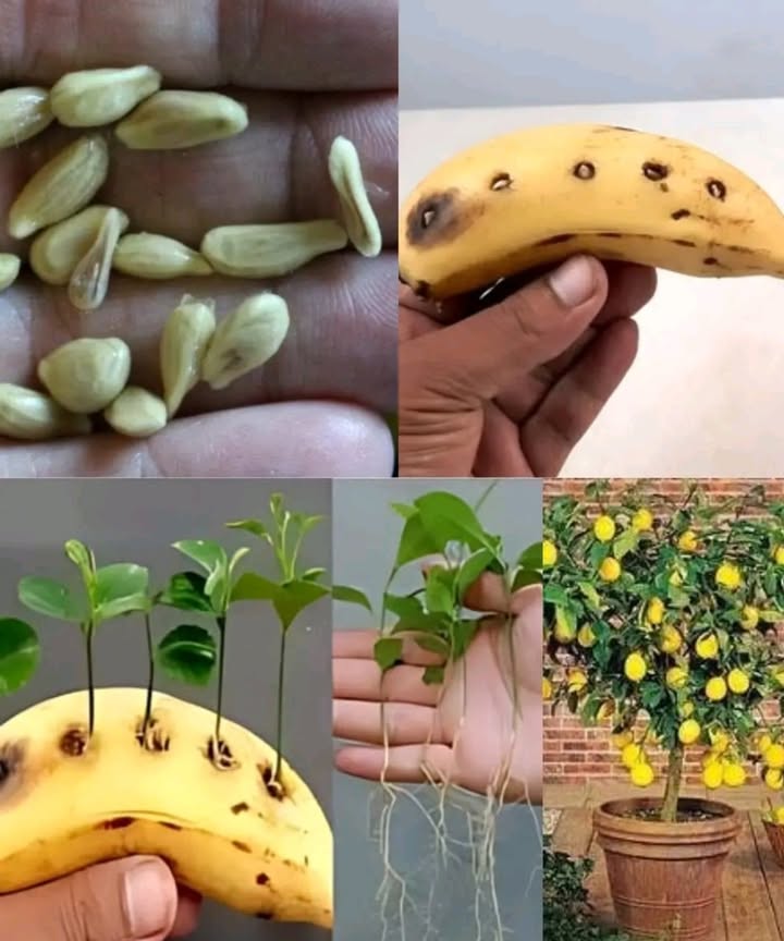 Grow a Lemon Tree with a Banana!

A fun and natural way to grow lemons at home:

1. Prepare the seeds
Wash lemon seeds and dry with paper towel.

2. Slice the banana
Cut a banana with peel into pieces and poke small holes.

3. Insert the seeds
Put one lemon seed in each hole  it helps with germination.

4. Plant in soil
Bury the banana pieces in a pot filled with soil. Water to keep it moist.

5. Watch it grow
In about 5 days, sprouts may appear. Transfer to a bigger pot as they grow.

6. Homegrown harvest
With care and patience, your lemon tree will bloom and fruit!