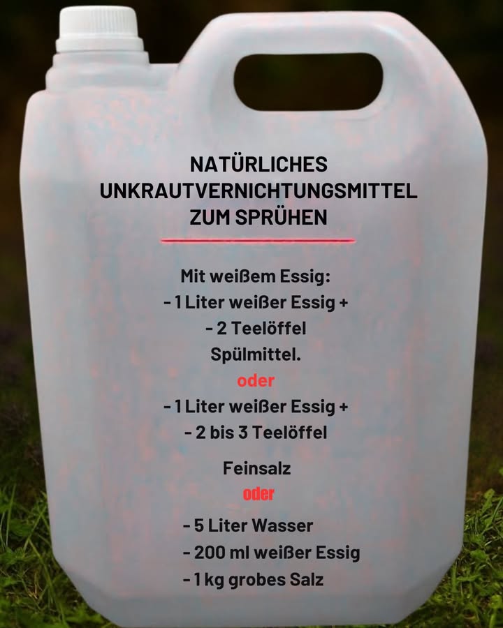 Schluss mit Unkraut  mit nur 3 einfachen Zutaten 

1 Mische die Zutaten
Kombiniere Essig, Salz und etwas flüssige Seife. Klingt fast wie ein Kochrezept  aber bitte nicht trinken!

2 Anwenden bei Sonnenschein
Sprühe die Mischung direkt auf die Blätter  an einem heißen, trockenen Tag. Ich habe es mal bei bewölktem Wetter versucht  Ergebnis: null Wirkung!

3 Schütze deine Lieblingspflanzen
Achte darauf, dass nichts auf die Pflanzen gelangt, die du behalten möchtest  sie könnten ebenfalls geschädigt werden.

4 Nur bei Bedarf wiederholen
Zwei- bis dreimal im Jahr reicht völlig aus, um deinen Garten sauber zu halten, ohne dem Boden zu schaden.