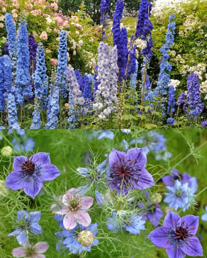 7 Blumensamen, die du im September säen solltest! 

1 Sonnenhut Echinacea  Kalte Füße erwünscht!
Im September lieben Sonnenhut-Samen das kühle Erdreich  das nennt man Kältestratifikation! Sie wachsen im Frühjahr umso kräftiger, wenn sie jetzt schon einziehen dürfen. Ich hab mal vergessen, die Samen vorher zu kühlen… Ergebnis: verschlafene Blüten, die erst nach den Nachbarn kamen. Also: Ab in die Erde!

2 Rittersporn Larkspur  Der Frühstarter
Rittersporn mag es cool  perfekte Bedingungen ab September! Einfach säen und abwarten. Im Juni gibts dann die ersten Blüten. Pro-Tipp: Im Sommer Schatten spenden, sonst sehen die Blüten schnell müde aus. Mir ist das mal passiert  war keine Blütenpracht, sondern Blüten-Matsch.

3 Kornblumen Bachelor Buttons  Blaue Wunder im Beet
Im Frühherbst gesät, trotzen Kornblumen locker dem Winter und zeigen sich im Mai/Juni von ihrer schönsten Seite. Unbedingt auf den Pflanzabstand achten  ich habs mal ignoriert, da kämpften sich die Blüten später durch ein echtes Mini-Dickicht.

4 Jungfer im Grünen Nigella  Überraschungskünstlerin
Diese Blumen sehen aus wie kleine Kunstwerke und säen sich nach der Blüte sogar selbst wieder aus! Sogar in steinigem Boden kommen sie klar. Mein Highlight: Jedes Jahr kleine Überraschungs-Blumen an neuen Stellen. Nur nicht zu trocken  sonst werdens Mini-Blüten!

5李 Kalifornischer Mohn  Farbenexplosion ab Frühjahr
September ist für Mohn-Samen der beste Start. Sie mögen es sandig und nicht zu nass. Ich habe mal versucht, sie im Lehmboden zu zwingen  Spoiler: keine Blüten, nur beleidigte Samen. In lockerem Boden blühen sie bald in Orange, Gelb und Rot um die Wette.

6曆 Seidenpflanze Milkweed  Magnet für Schmetterlinge
Jetzt im September gesät, kommt sie nächstes Jahr richtig in Fahrt! Die Blüten locken Monarchfalter magisch an. Achtung: Nicht zu viel gießen! Ich habs mit meiner Gießkanne mal zu gut gemeint  war dann eher ein Feuchtgebiet als ein Blumenbeet.

7 Noch mehr September-Helden
Neben den genannten: Akelei, Islandmohn oder Stiefmütterchen probieren! Die meisten mögen kühles Wetter zum Keimen. Und nicht verzweifeln, wenn im Herbst erst mal nichts passiert  die Natur arbeitet heimlich unter der Erde!

 Mein Fazit:
September ist der Geheimtipp-Monat für Blümchenfans! Mit ein bisschen Geduld und den richtigen Samen bekommst du im nächsten Jahr ein buntes Blütenmeer. Nur nicht vergessen: Die beste Blume wächst oft da, wo du am wenigsten damit rechnest zum Beispiel zwischen den alten Gummistiefeln im Schuppen oops!.