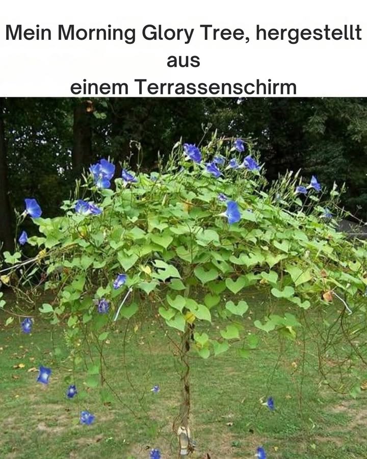 Verwandle einen kaputten Regenschirm in ein Gartenelement

 Nutze das alte Gestell eines Regenschirms als Rankhilfe für Kletterpflanzen.
 Pflanze Prunkwinden-Samen Morning Glory am Fuß  diese kräftigen Kletterer lieben es, sich an Stützen hochzuwinden.
 Beobachte, wie üppiges Grün und leuchtende Blüten deinen Garten in ein lebendiges Blätterdach verwandeln.
 Perfekt, um Schatten, Farbe und eine kreative Note zu schaffen.