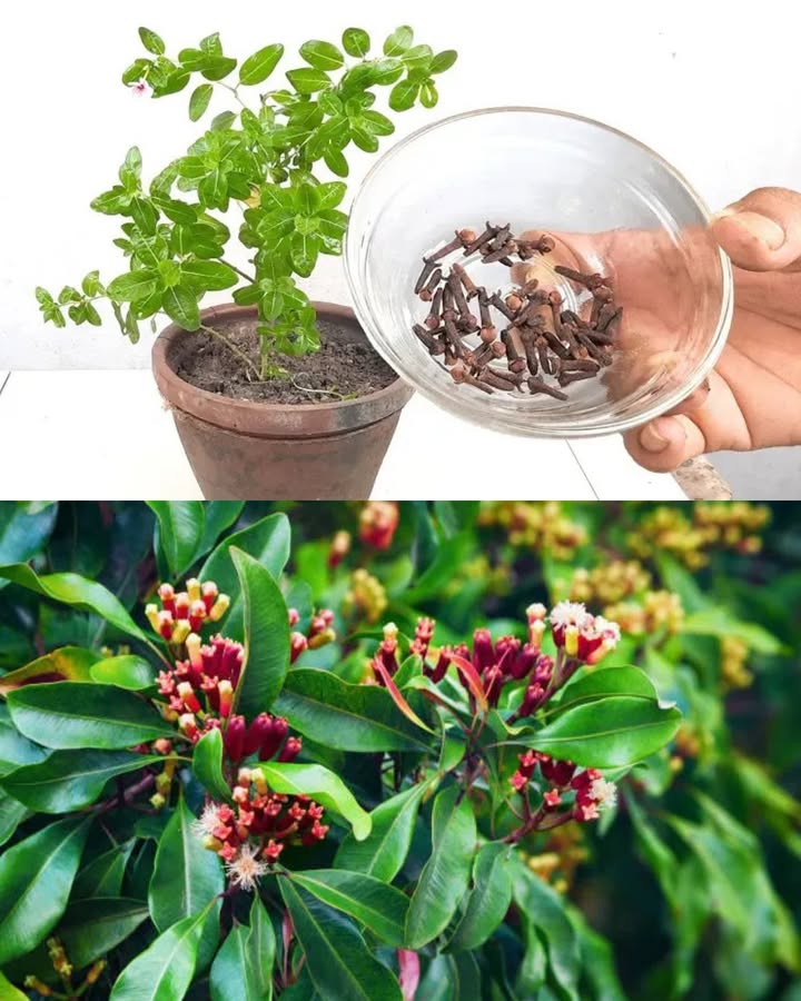 Natürliche Methode, um Gewürznelken zum Keimen zu bringen 

1 Wähle ganze, feste und unbeschädigte Nelken  nur gesunde Exemplare keimen erfolgreich.

2 Schneide ein Stück Aloe-Vera-Blatt ab und stecke die Nelken hinein, mit dem Kopf nach oben gerichtet.

3 Pflanze das Aloe-Stück in einen Topf mit feuchter, gut durchlässiger Erde.

4 Stelle den Topf an einen warmen, hellen Ort, jedoch ohne direkte Sonneneinstrahlung.

5 Nach einigen Wochen bilden sich kleine Wurzeln an der Basis der Nelken.

6 Setze jede junge Pflanze in einen eigenen kleinen Topf um.

7 Gieße sparsam, halte die Erde stets leicht feucht, aber vermeide Staunässe.

8 Wenn die Pflanze kräftiger wird, kannst du sie in einen größeren Topf oder direkt ins Freie umpflanzen. 

Diese Methode ist einfach, natürlich und ideal, um Nelkenpflanzen auf nachhaltige Weise heranzuziehen.