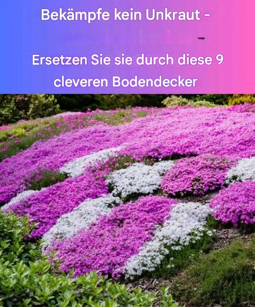 9 schnell wachsende Bodendecker zur natürlichen Unkrautbegrenzung 

1 Teppich-Thymian  bildet dichte Polster, trockenheitsresistent und zieht Bestäuber an. Ideal für sonnige, steinige Flächen.

2 Weißklee Zwergform  wächst rasch, bedeckt den Boden zuverlässig und reichert ihn mit Stickstoff an.

3 Kriechender Günsel Ajuga  dekoratives Laub, breitet sich gut im Halbschatten aus und bietet schöne Farbkontraste.

4 Sedum Fetthenne  äußerst genügsam, bevorzugt trockene, sonnige und nährstoffarme Böden.

5 Teppich-Phlox  üppige Blüte im Frühjahr, perfekt für Hänge, Rabatten und Steingärten.

6 Immergrün Vinca minor  schattenverträglich, wintergrün und ideal zur Unterpflanzung von Gehölzen.

7 Waldmeister  leicht duftend, bildet einen dichten Teppich an kühlen, schattigen Standorten.

8 Silber-Günsel Lamium  buntes Laub, gedeiht gut im Halbschatten und lockert dunkle Bereiche auf.

9 Pachysandra terminalis  immergrün, robust und besonders geeignet für Flächen unter Bäumen.

 Praktische Tipps:
 Boden gut vorbereiten, anfangs leicht mulchen und Pflanzen dicht 3040 cm Abstand setzen.
 Im ersten Jahr regelmäßig gießen, danach weniger.
 Wuchernde Arten mit Rasenkanten oder Beeteinfassungen begrenzen.
 Invasive Sorten je nach Region vermeiden.

Diese Bodendecker sind pflegeleicht, ökologisch wertvoll und schaffen auf natürliche Weise eine grüne, unkrautfreie Fläche.