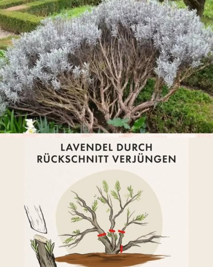 Gärtnern mit Geduld: So verjüngt man Lavendel 
Die beiden Bilder zeigen eine wichtige Technik für die Pflege von Lavendel, die auch für viele andere verholzende Kräuter und Sträucher gilt. Oben sehen wir eine illustrierte Anleitung, die den Vorgang der Verjüngung durch Rückschnitt erklärt. Das untere Bild zeigt einen älteren Lavendelstrauch, der deutlich in die Jahre gekommen ist und dringend Pflege benötigt.
Ältere Lavendelpflanzen neigen dazu, im unteren Bereich zu verholzen. Dort bilden sie dann nur noch wenige Blätter aus und sehen sparrig aus. Die Blütenfülle nimmt ab, und die Pflanze wirkt erschöpft. Genau hier kommt der Verjüngungsschnitt ins Spiel. 
Wie die Illustration zeigt, schneidet man die Pflanze radikal zurück. Die roten Linien deuten an, wo geschnitten werden soll: direkt über den verholzten Haupttrieben. Dabei entfernt man die oberen, blattlosen Teile und kürzt die Äste kräftig ein. Das mag drastisch aussehen, aber diese Methode regt die Pflanze dazu an, aus den verbleibenden Trieben neue Triebe zu bilden. Der Lavendel wird von unten her wieder dichter und kompakter.
Der beste Zeitpunkt für einen solchen Rückschnitt ist der Spätsommer nach der Blüte oder das zeitige Frühjahr.  Wichtig ist, immer ein paar grüne Triebe oder Augen am Ast zu lassen, damit die Pflanze neue Kraft schöpfen kann. Wenn man zu tief ins alte Holz schneidet, besteht die Gefahr, dass der Lavendel nicht mehr austreibt.
Fazit
Ein radikaler Rückschnitt kann für Lavendel wie eine Verjüngungskur wirken. Er ist entscheidend, um die Pflanze gesund und blühfreudig zu halten und ihre Lebensdauer zu verlängern. Es ist ein Akt der Geduld und des Vertrauens in die Regenerationskraft der Natur, aber das Ergebnis ist ein wunderschön verjüngter, buschiger Strauch, der im nächsten Sommer wieder herrlich duften und blühen wird.