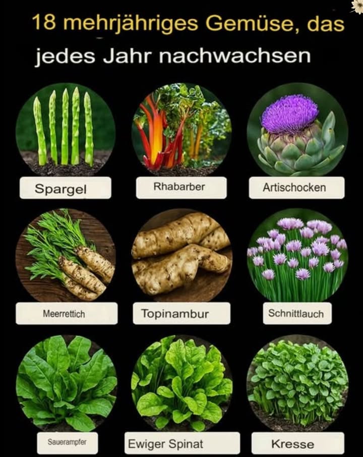 Stell dir einen Garten vor, der Jahr für Jahr Erträge liefert  ganz ohne jedes Frühjahr neu pflanzen zu müssen. 
 Die besten mehrjährigen Gemüsearten zum Anbauen! 
Spargel  Pflanze die Wurzelstöcke 2025 cm tief in gut durchlässigen Boden an einem sonnigen Standort. Ab dem zweiten Jahr kannst du jedes Frühjahr junge Triebe ernten.
Rhabarber  Setze die Wurzeln im frühen Frühling in nährstoffreichen, frischen Boden. Ernte ab dem zweiten Jahr nur die Stiele  die Blätter sind giftig.
Artischocken  Gedeihen in gemäßigtem Klima und fruchtbarem Boden. Ernte die Knospen vor dem Aufblühen für den besten Geschmack.
Meerrettich  Pflanze ihn an einem sonnigen Platz und ernte die Wurzeln im Herbst für ein intensives Aroma.
Topinambur  Pflanze die Knollen in sandigen Boden an einem sonnigen Ort; ernte im Herbst, nachdem die Pflanzen abgestorben sind.
Winterheckenzwiebel Lauchzwiebel  In gut durchlässigem Boden und voller Sonne; die Blätter können jederzeit geschnitten werden.
Sauerampfer  Liebt feuchten, durchlässigen Boden; regelmäßig die jungen Blätter ernten.
Guter Heinrich  Bevorzugt nährstoffreichen, gut durchlässigen Boden und halbschattige Standorte; im Frühling und Frühsommer Blätter schneiden.
Ewige Zwiebeln Etagenzwiebeln  Pflegeleicht in sonnigem, gut durchlässigem Boden; nutze die Blätter oder ernte die kleinen Brutknollen.
Liebstöckel  Gedeiht in voller Sonne oder Halbschatten; Blätter und Stängel nach Bedarf verwenden.
Meerkohl  Bevorzugt sandigen, gut drainierten Boden; die Triebe im Frühjahr bleichen oder reife Blätter nutzen.
Mehrjähriger Kohl  Wächst in fruchtbarem Boden mit viel Sonne; regelmäßig Blätter ernten fördert neues Wachstum.
Zuckerwurz Skirret  Mag feuchten, nährstoffreichen Boden mit Sonne oder Halbschatten; Wurzeln im Spätherbst oder Winter ernten.
Ewiger Spinat Baumspinat  Bevorzugt gut durchlässigen Boden; die Blätter regelmäßig pflücken.
Baumkohl Kohlbaum  Wächst gut in gemäßigtem Klima und nährstoffreichem Boden; Blätter nach Bedarf ernten.
Taglilien  Anspruchslos, wachsen in jedem Boden mit viel Sonne; nutze junge Triebe oder ungeöffnete Knospen in der Küche.
Chinesische Artischocken  Pflanze sie in leichten, durchlässigen Boden; ernte die Knollen im Spätherbst oder Winteranfang.
Brunnenkresse  Wächst in seichtem Wasser oder sehr feuchtem Boden; Blätter regelmäßig für Salate schneiden.
Ein solcher Garten ist nicht nur pflegeleicht, sondern auch nachhaltig  und schenkt dir Jahr für Jahr frische Ernte.